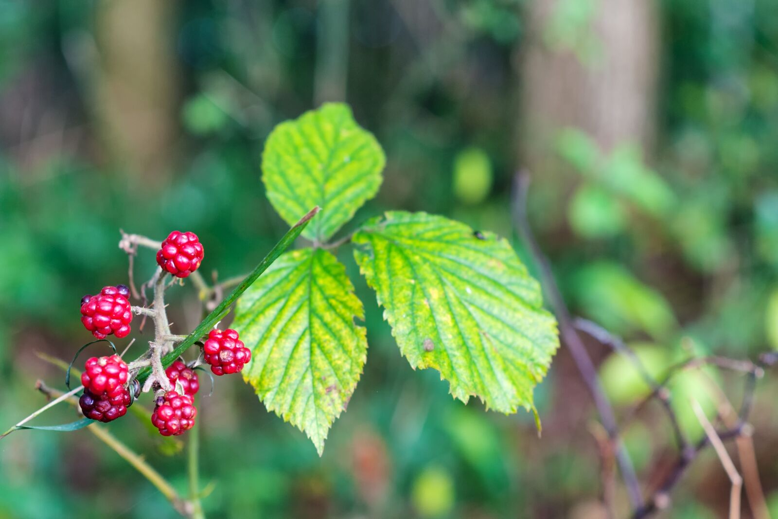 Nikon D300S sample photo. Forest, autumn, berries photography