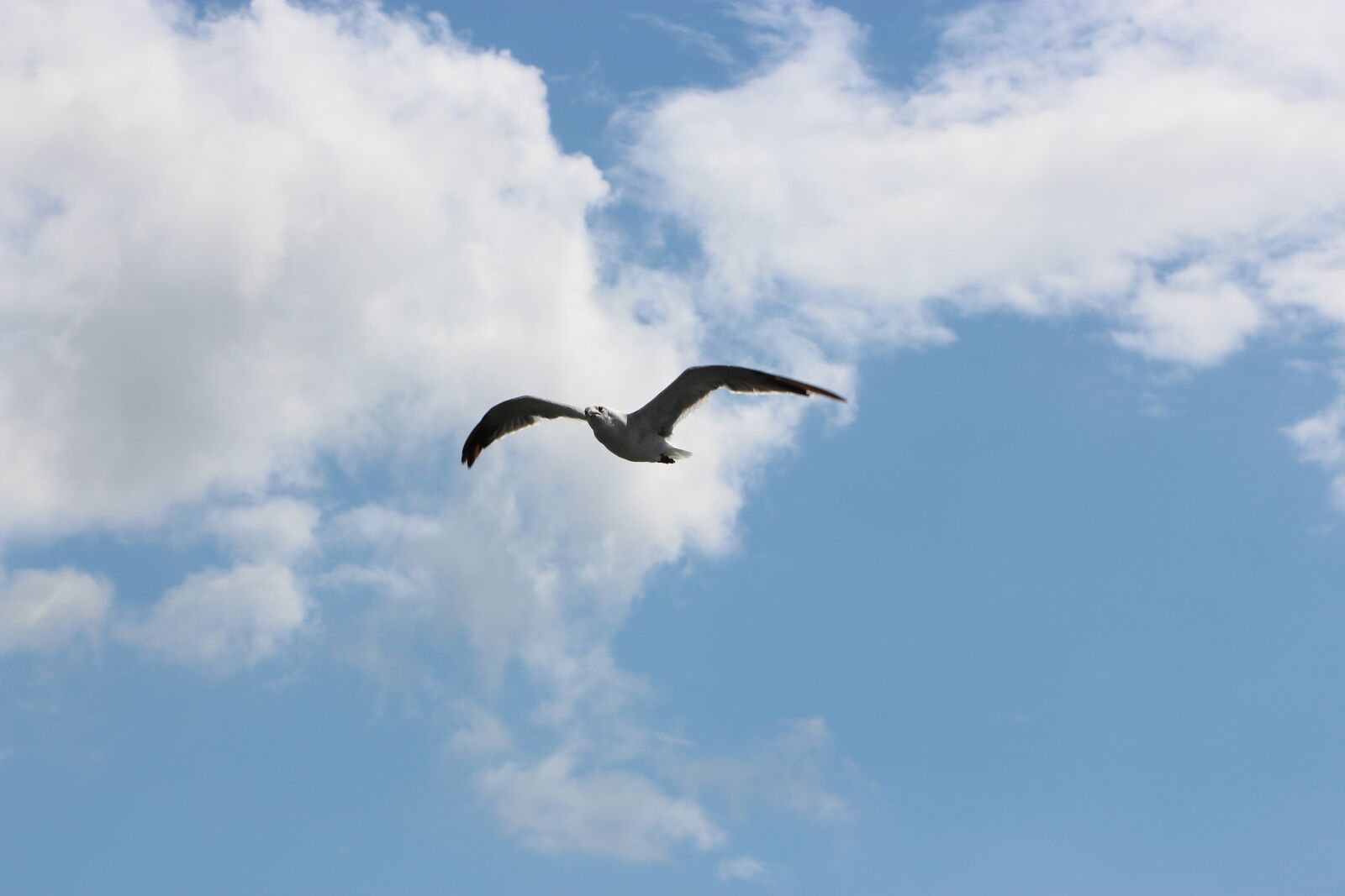 Canon EOS 700D (EOS Rebel T5i / EOS Kiss X7i) sample photo. Seagull, clouds, sky photography