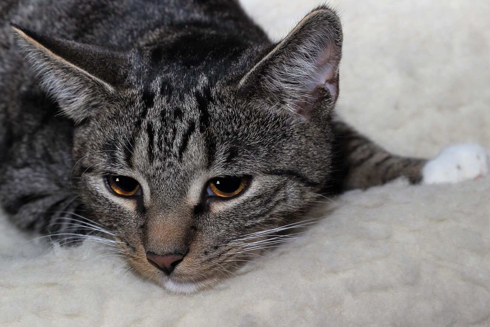 Canon EOS 600D (Rebel EOS T3i / EOS Kiss X5) + Canon EF 50mm F1.8 II sample photo. Cat, pet, lying photography