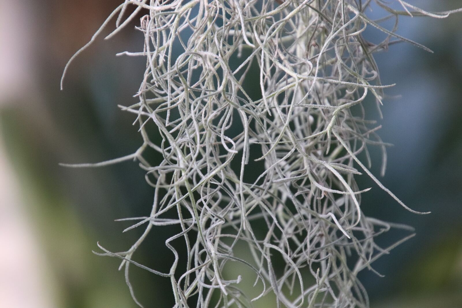 Canon EOS 800D (EOS Rebel T7i / EOS Kiss X9i) sample photo. Epiphytic plant, tillandsia, botany photography