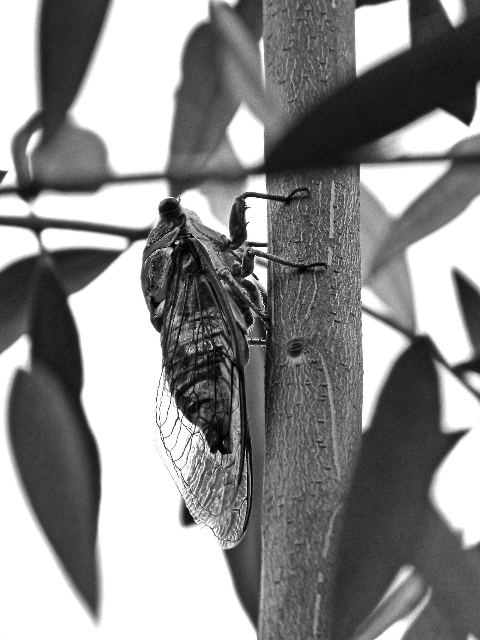 Panasonic DMC-FZ62 sample photo. Cicada, crayfish, olive photography