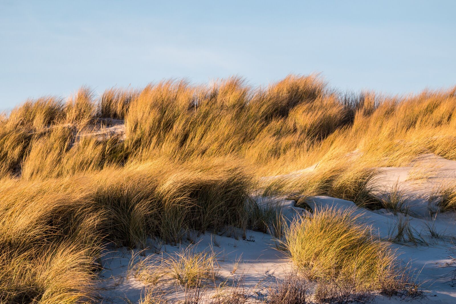 150-600mm F5-6.3 DG OS HSM | Contemporary 015 sample photo. Dune grass, dune, grass photography