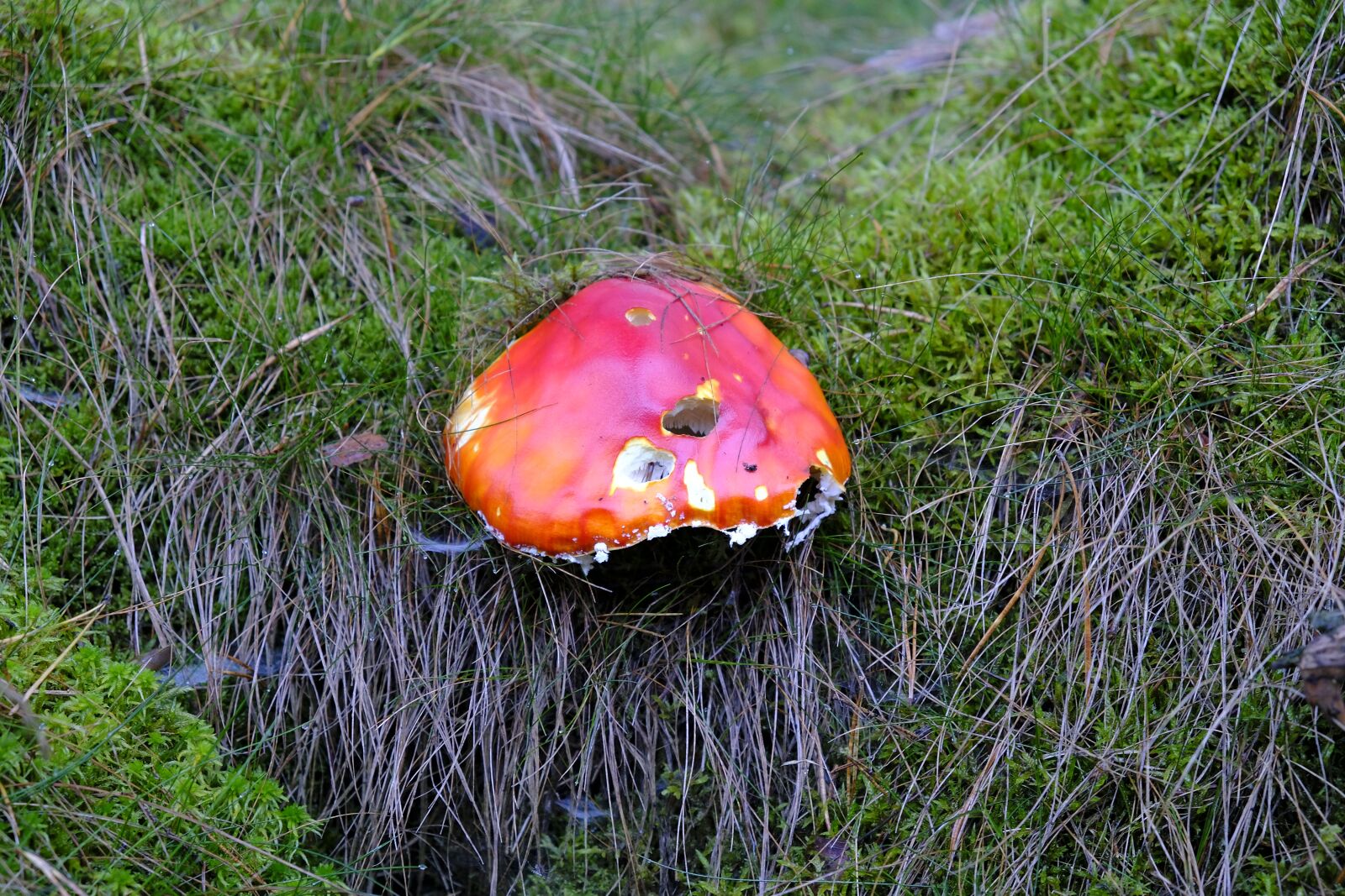 Fujifilm XF 18-55mm F2.8-4 R LM OIS sample photo. Mushroom, red, autumn photography