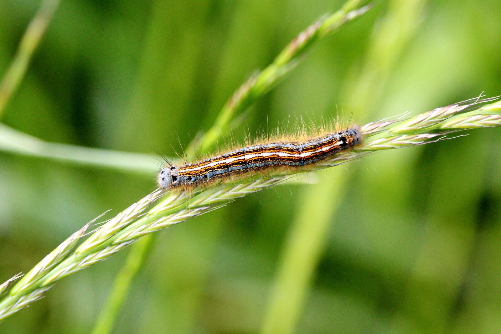 Canon EF-S 55-250mm F4-5.6 IS STM sample photo. Caterpillar, colorful, field photography