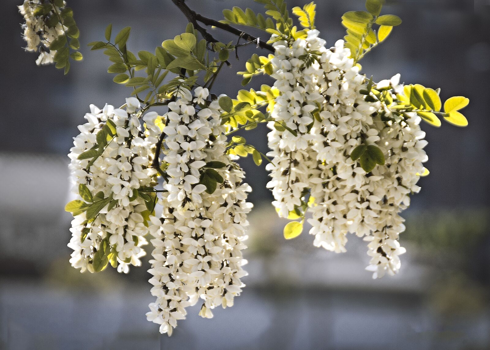Canon EOS 1200D (EOS Rebel T5 / EOS Kiss X70 / EOS Hi) sample photo. Flowers, perfume, acacia photography