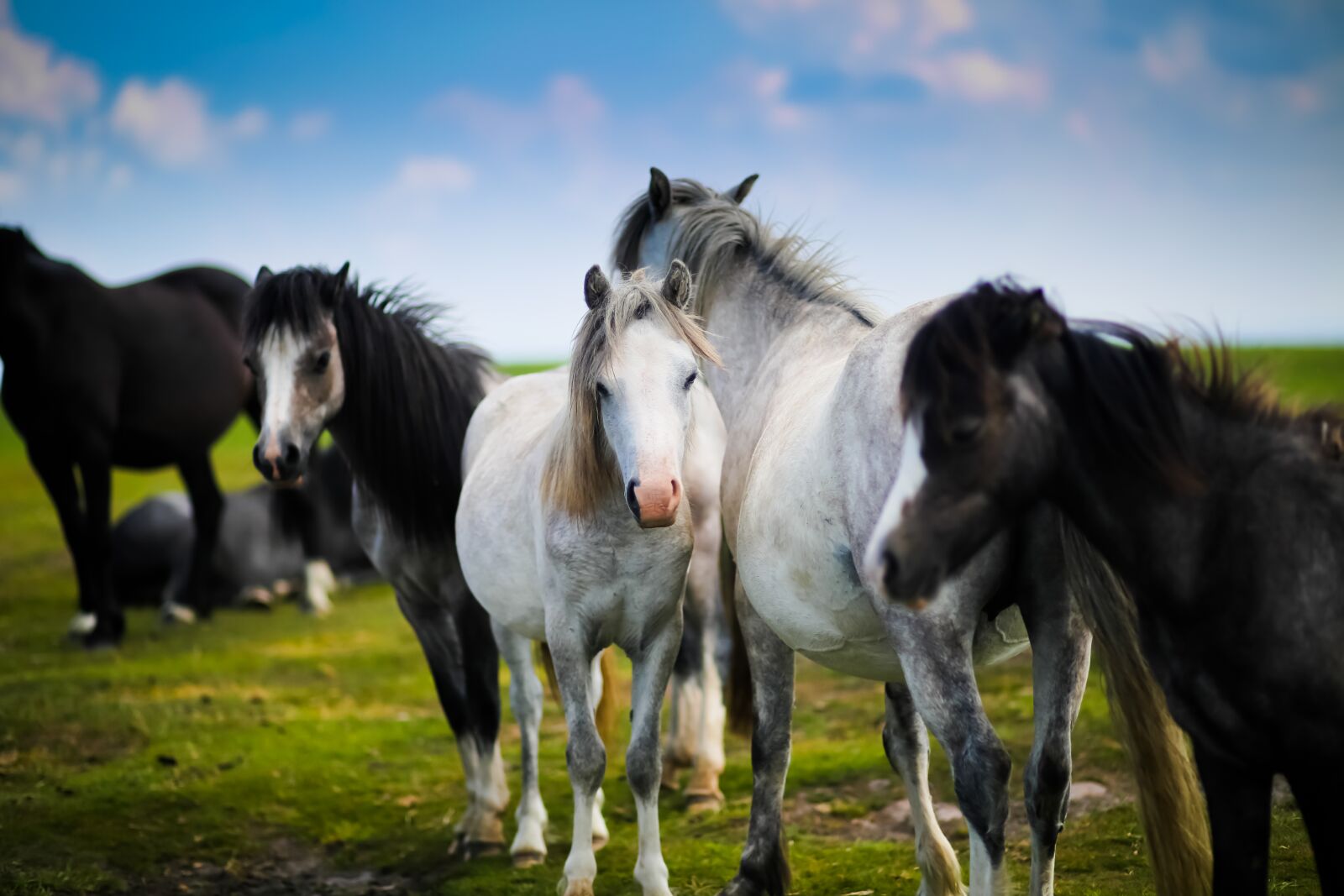 Canon EF 85mm F1.8 USM sample photo. Animals, equine, farm photography