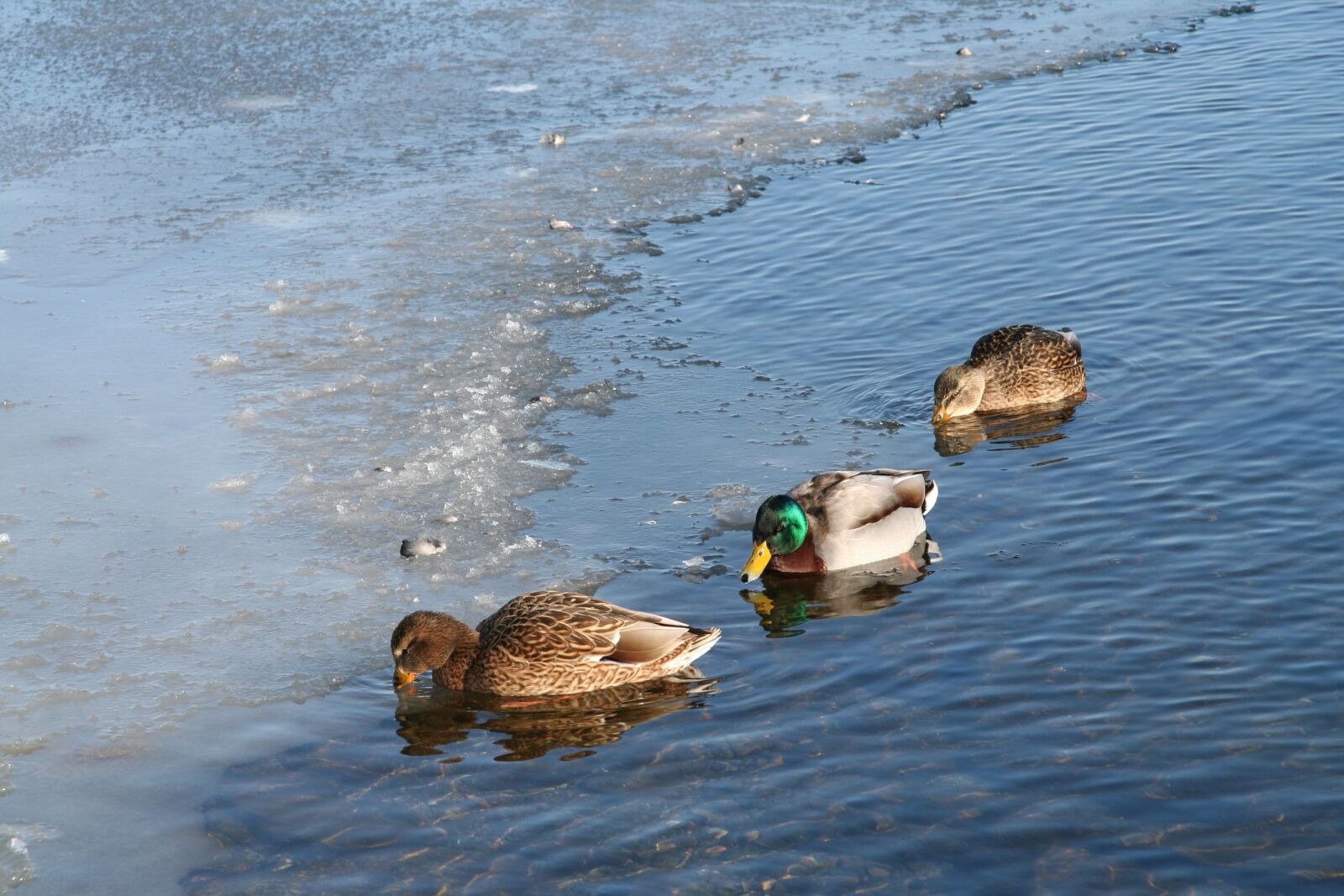 Canon EOS 350D (EOS Digital Rebel XT / EOS Kiss Digital N) sample photo. Ducks, winter, and photography