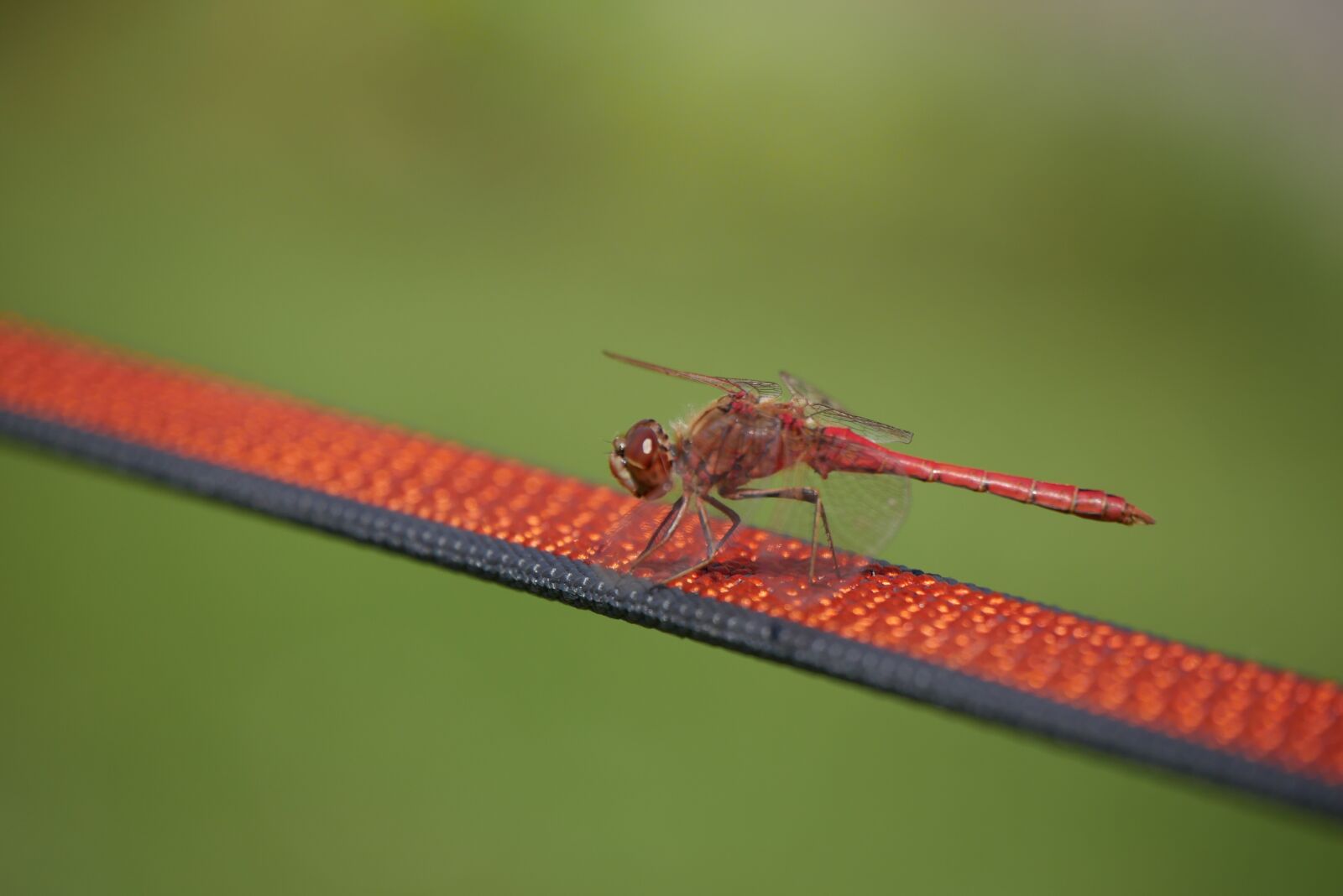 Panasonic DMC-G70 sample photo. Insect, dragonfly, nature photography