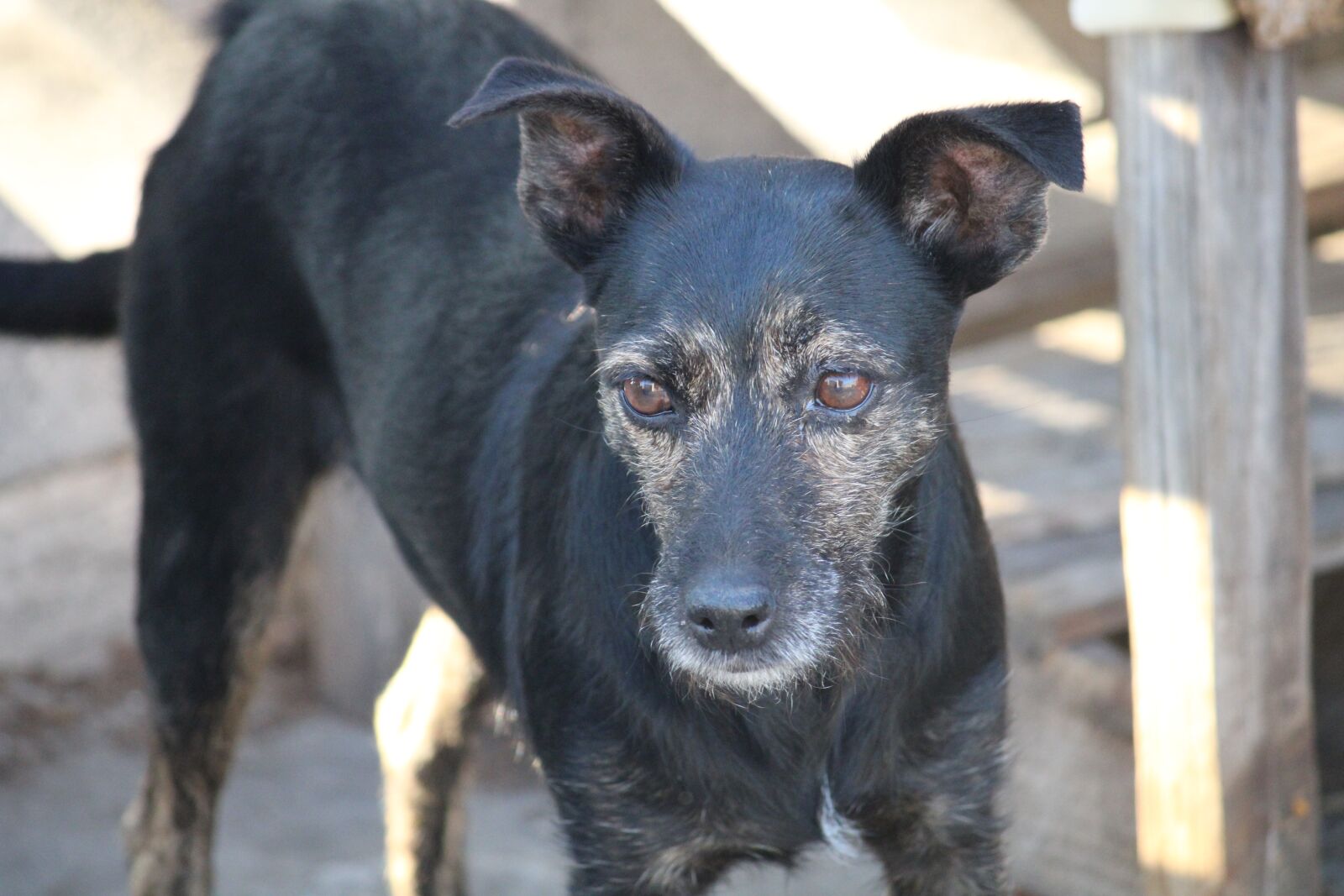 Canon EOS 2000D (EOS Rebel T7 / EOS Kiss X90 / EOS 1500D) sample photo. Dog, looks, animal photography