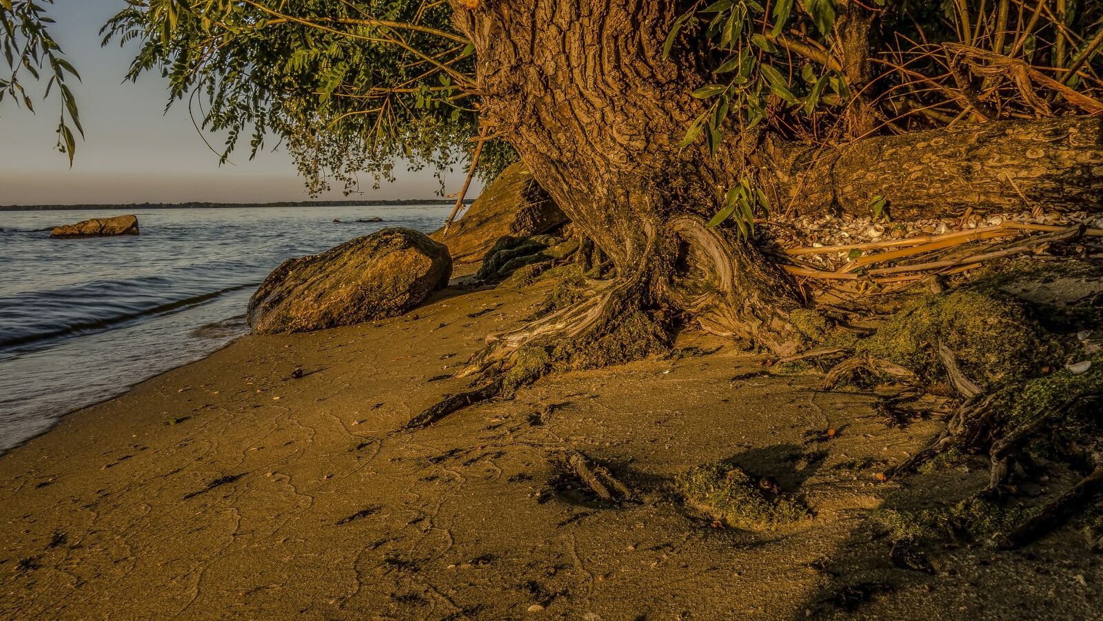 Sony Cyber-shot DSC-RX100 sample photo. Nature, water, tree photography