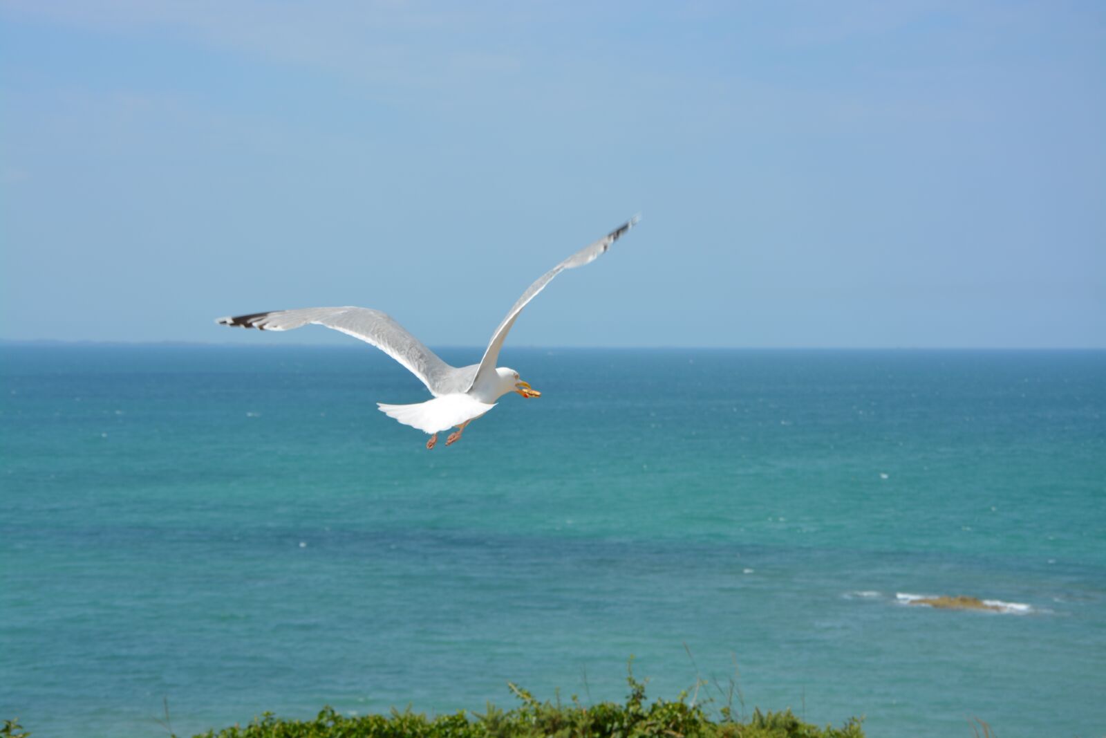 Nikon D5200 sample photo. Gull, seagull, sea photography