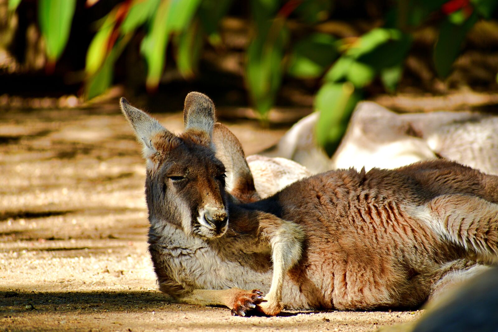 Nikon D7500 sample photo. Sleepy kangaroo, baby kangaroo photography