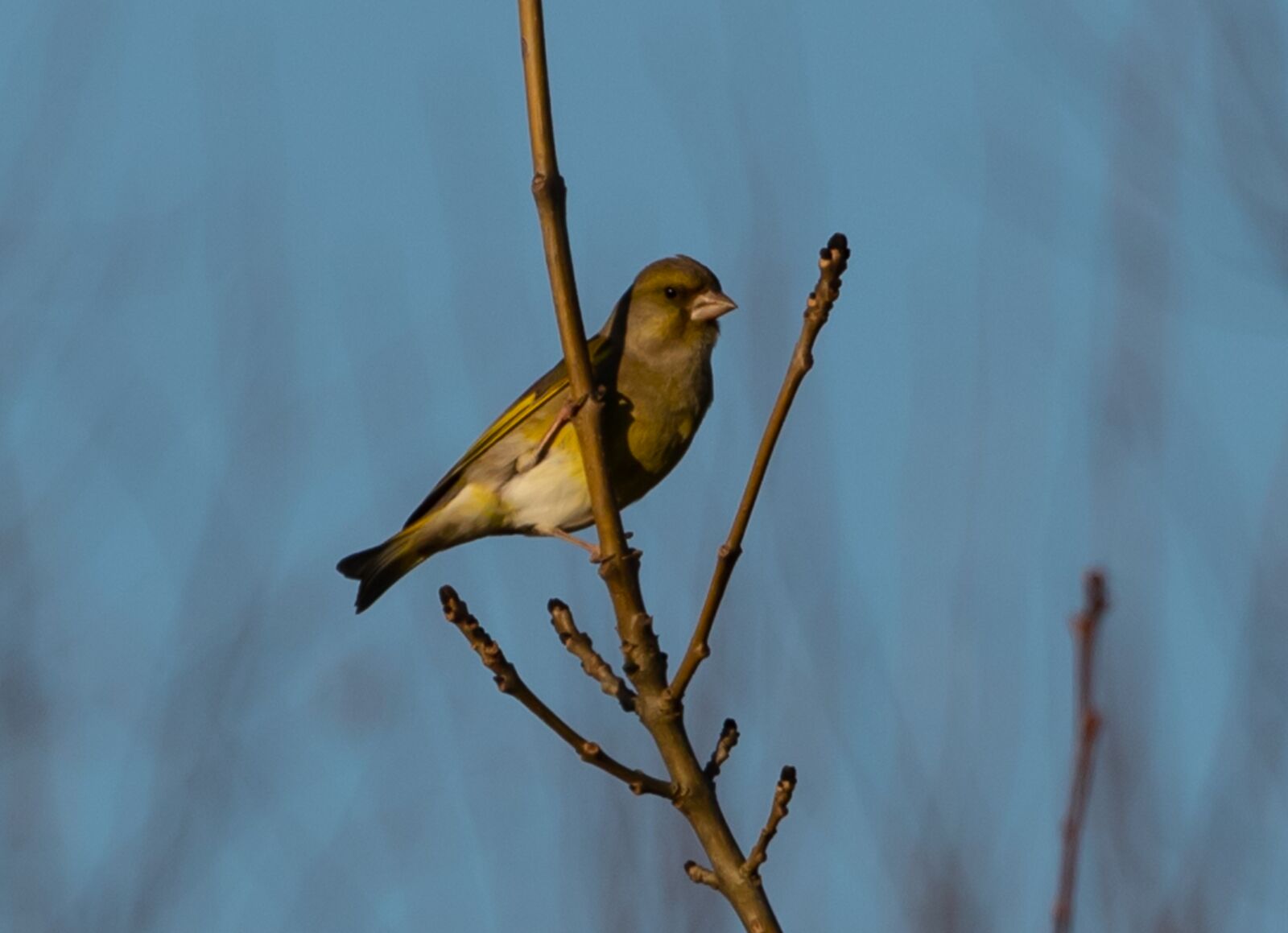 Canon EOS 7D Mark II sample photo. Greenfinch, green finch, finch photography