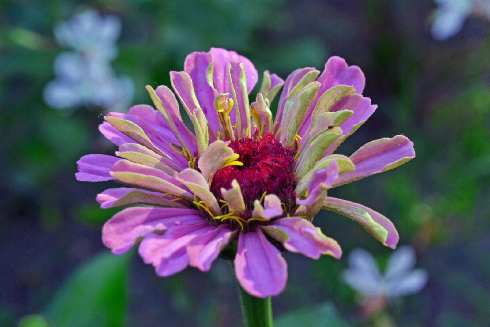 Nikon D3100 sample photo. Zinnia, purple flower, summer photography
