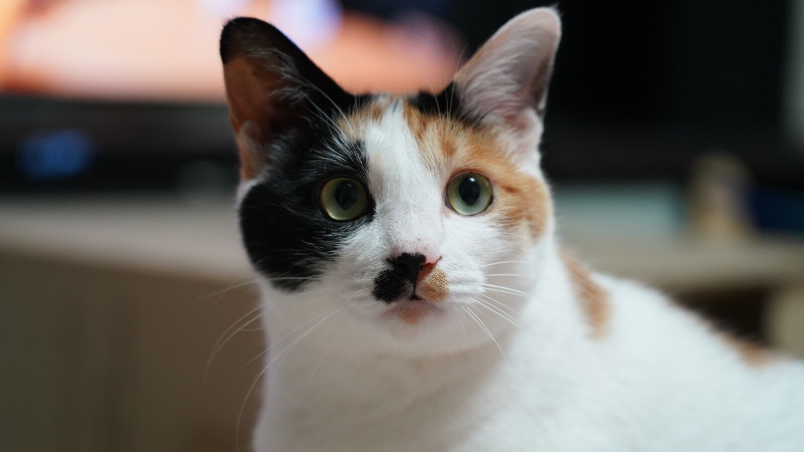 Sony FE 24-105mm F4 G OSS sample photo. Cat, kitty, cute photography