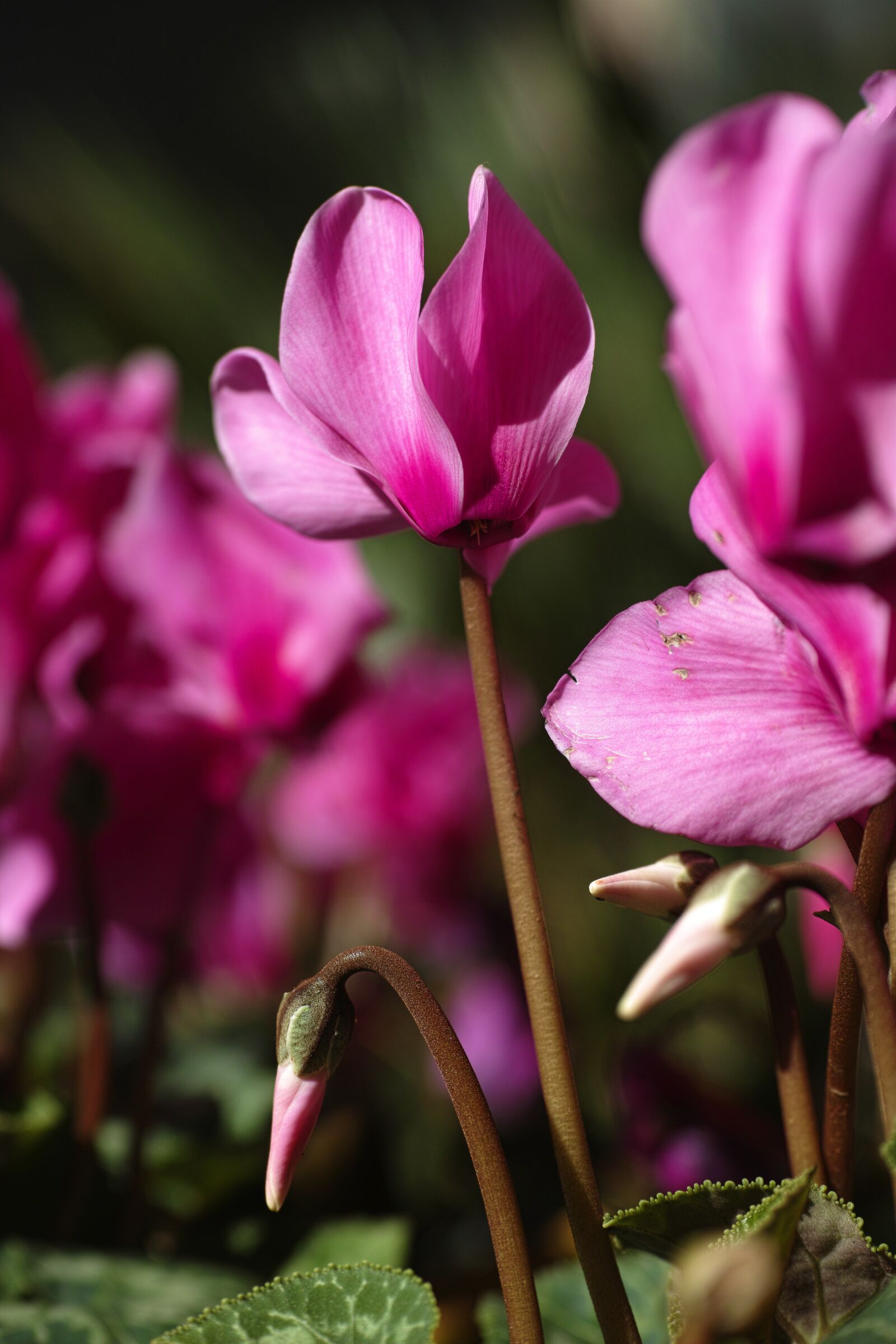 Sigma DP3 Merrill sample photo. Flower, purple, pink photography