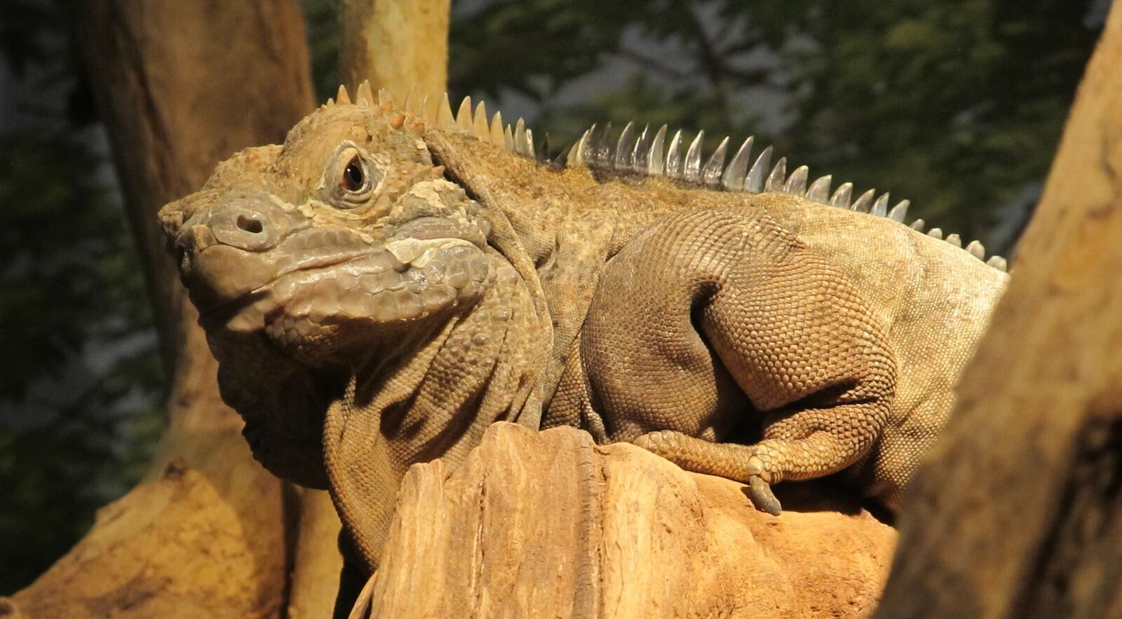 Canon PowerShot SX130 IS sample photo. Jamaican iguana, reptile, rare photography