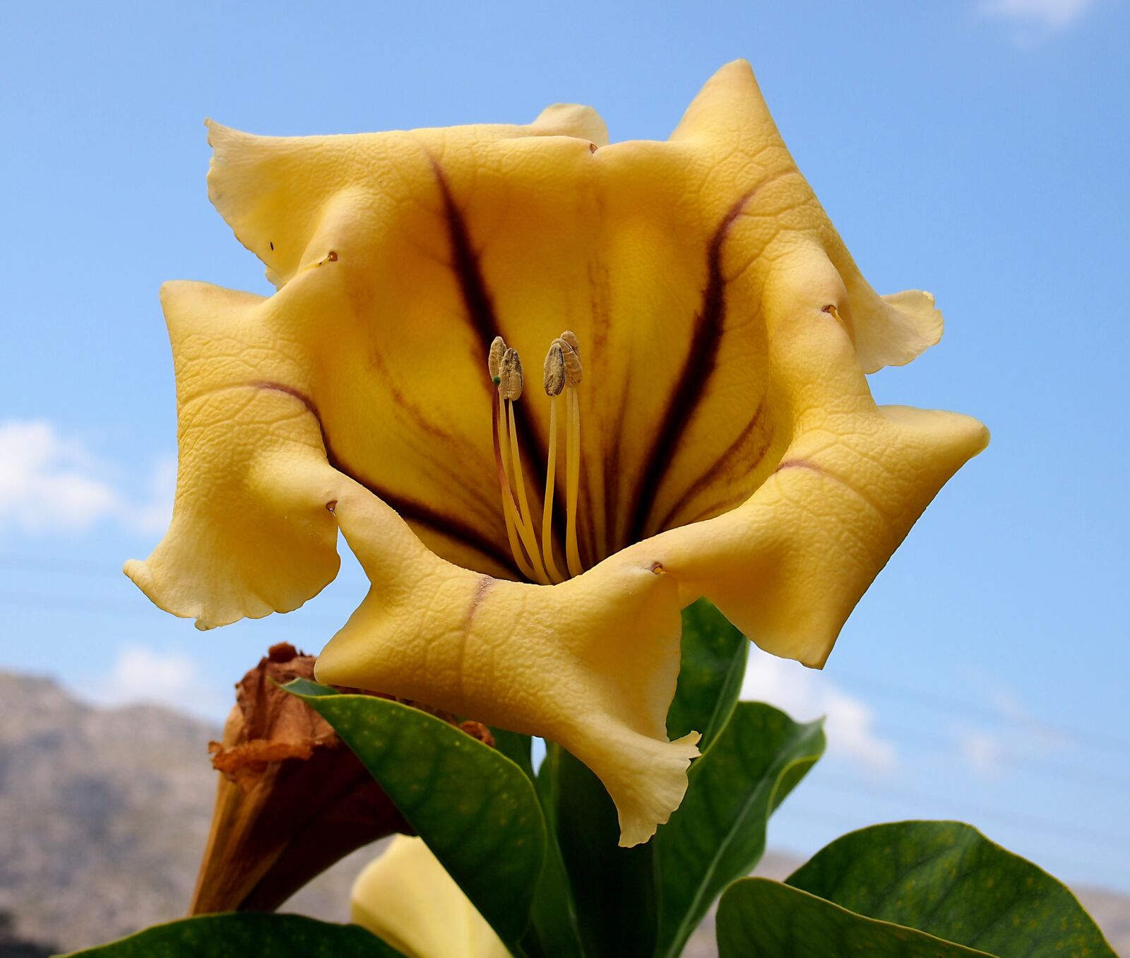 Olympus PEN E-PM1 sample photo. Big flower, botany, nature photography