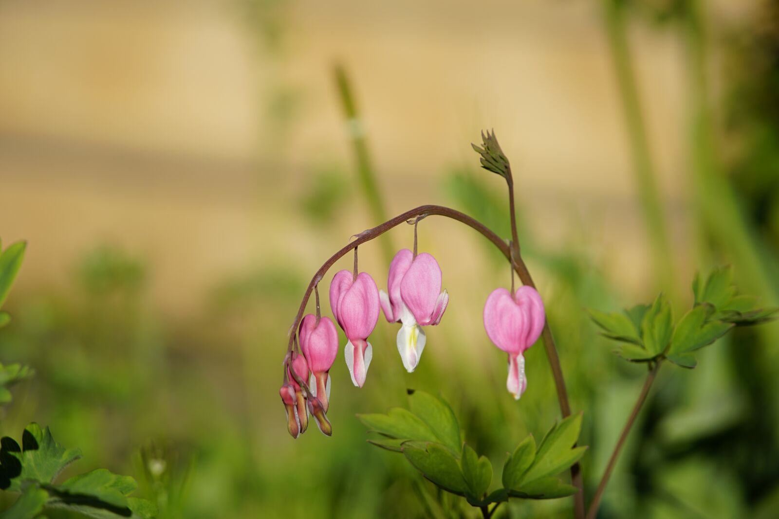 Sony a7R II + Sony E PZ 18-105mm F4 G OSS sample photo. Crying, heart, flower photography
