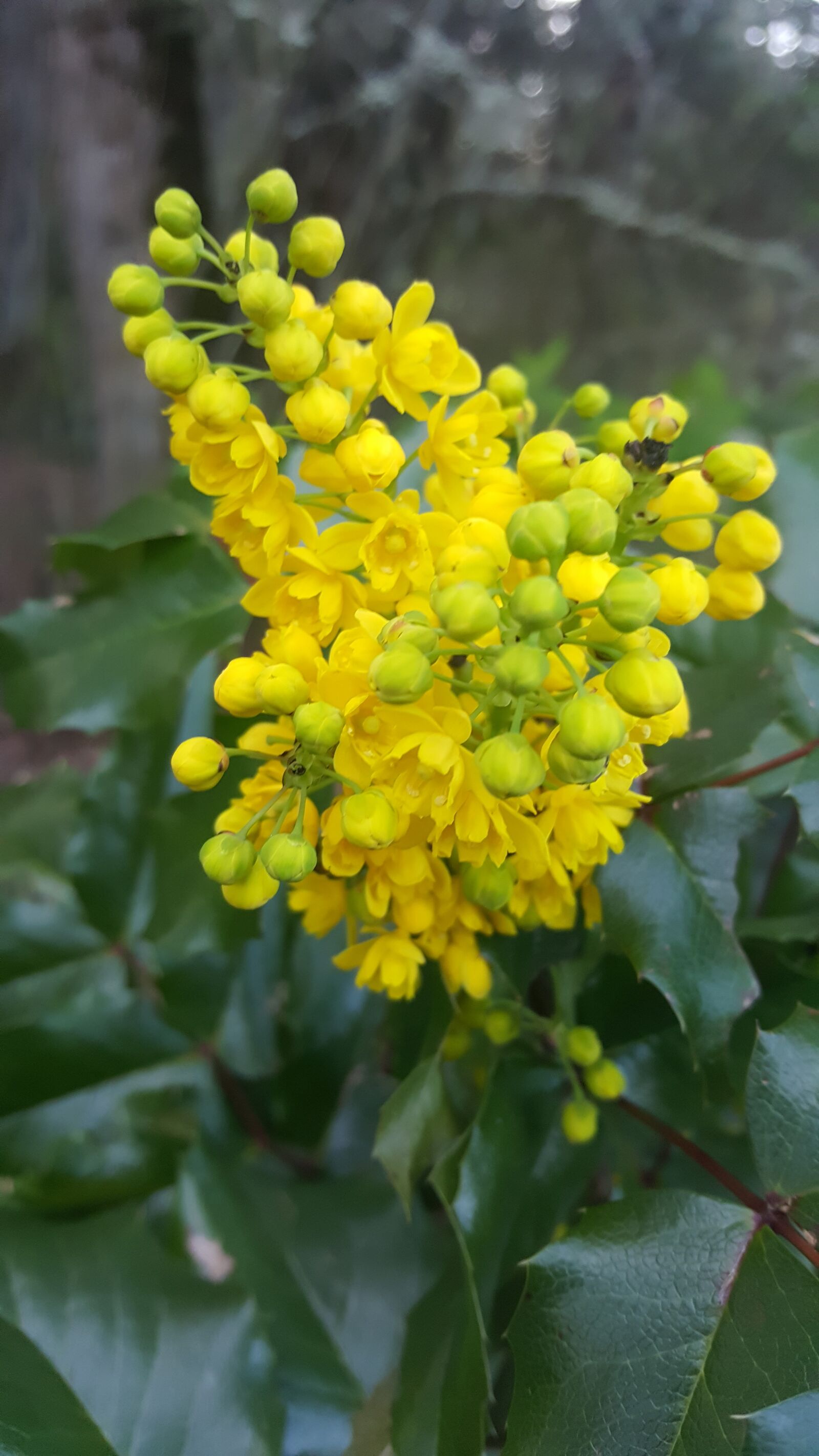 Samsung Galaxy Note5 sample photo. Yellow, flower, nature photography