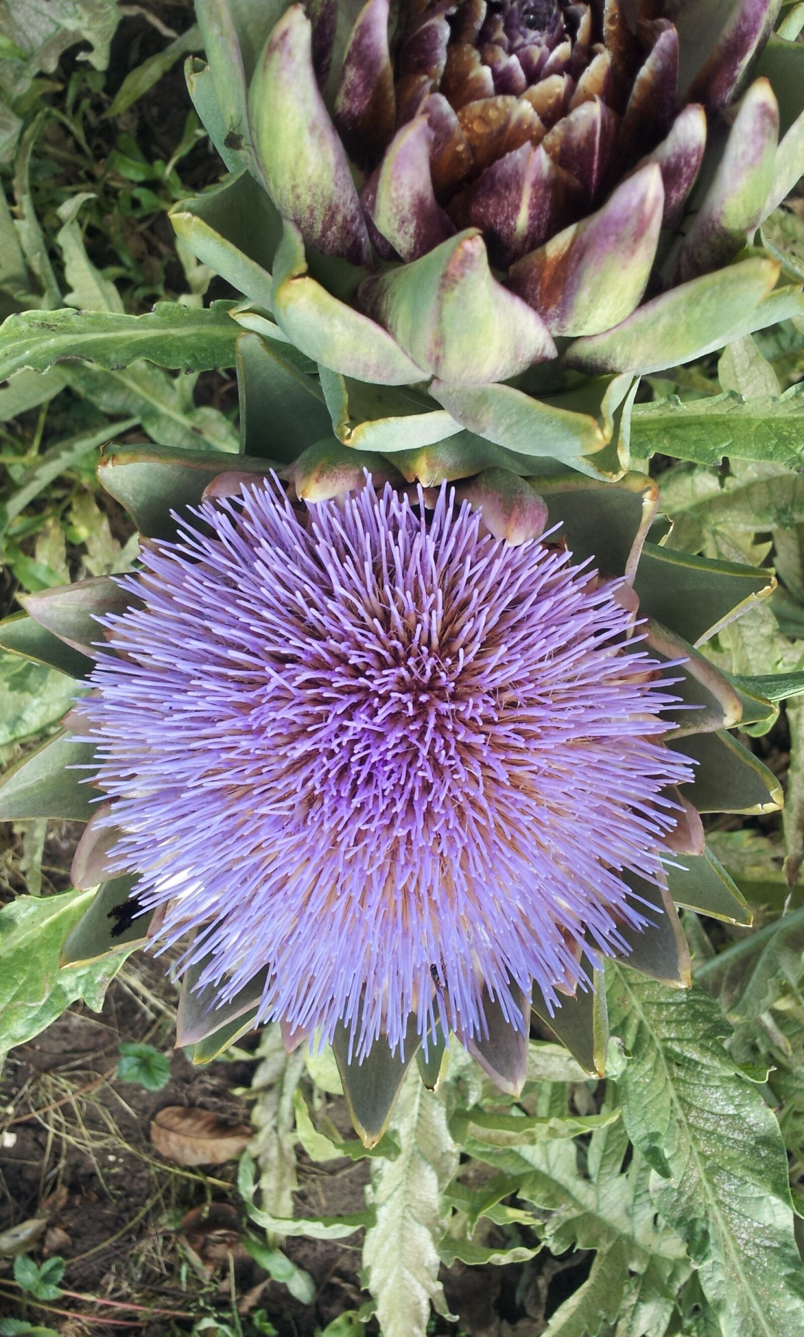 Samsung Galaxy S2 sample photo. Artichoke, blossom, bloom photography