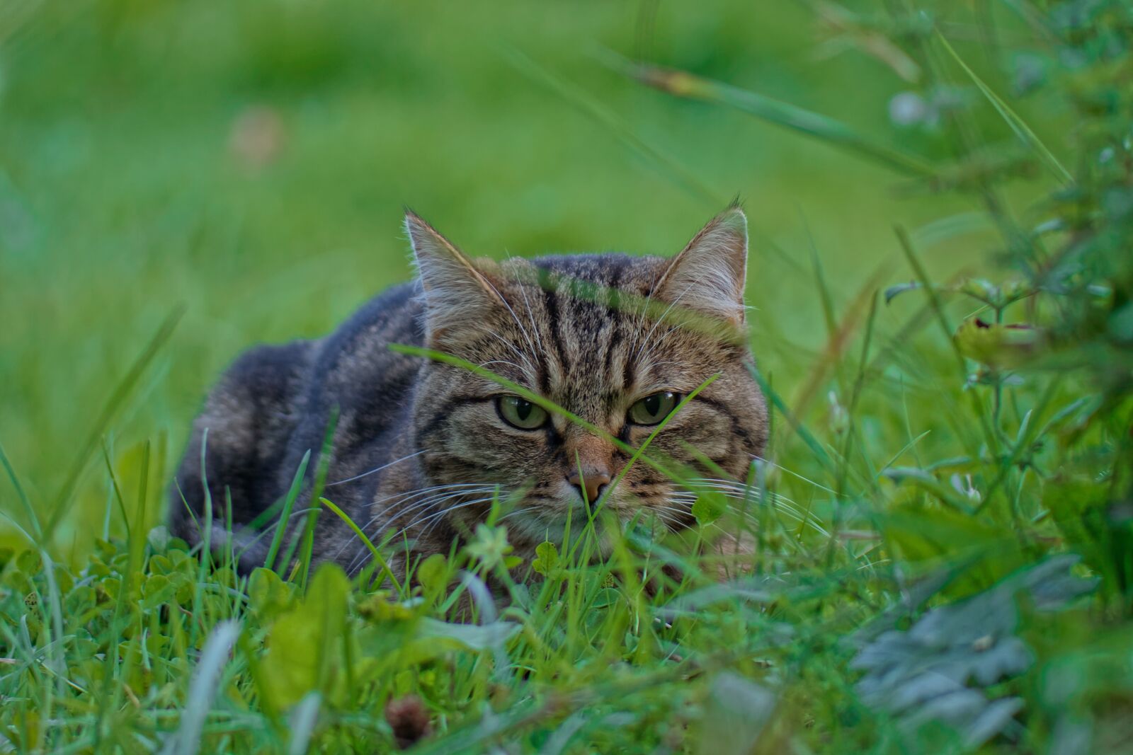 Canon EOS 500D (EOS Rebel T1i / EOS Kiss X3) sample photo. Cat, pet, animal photography