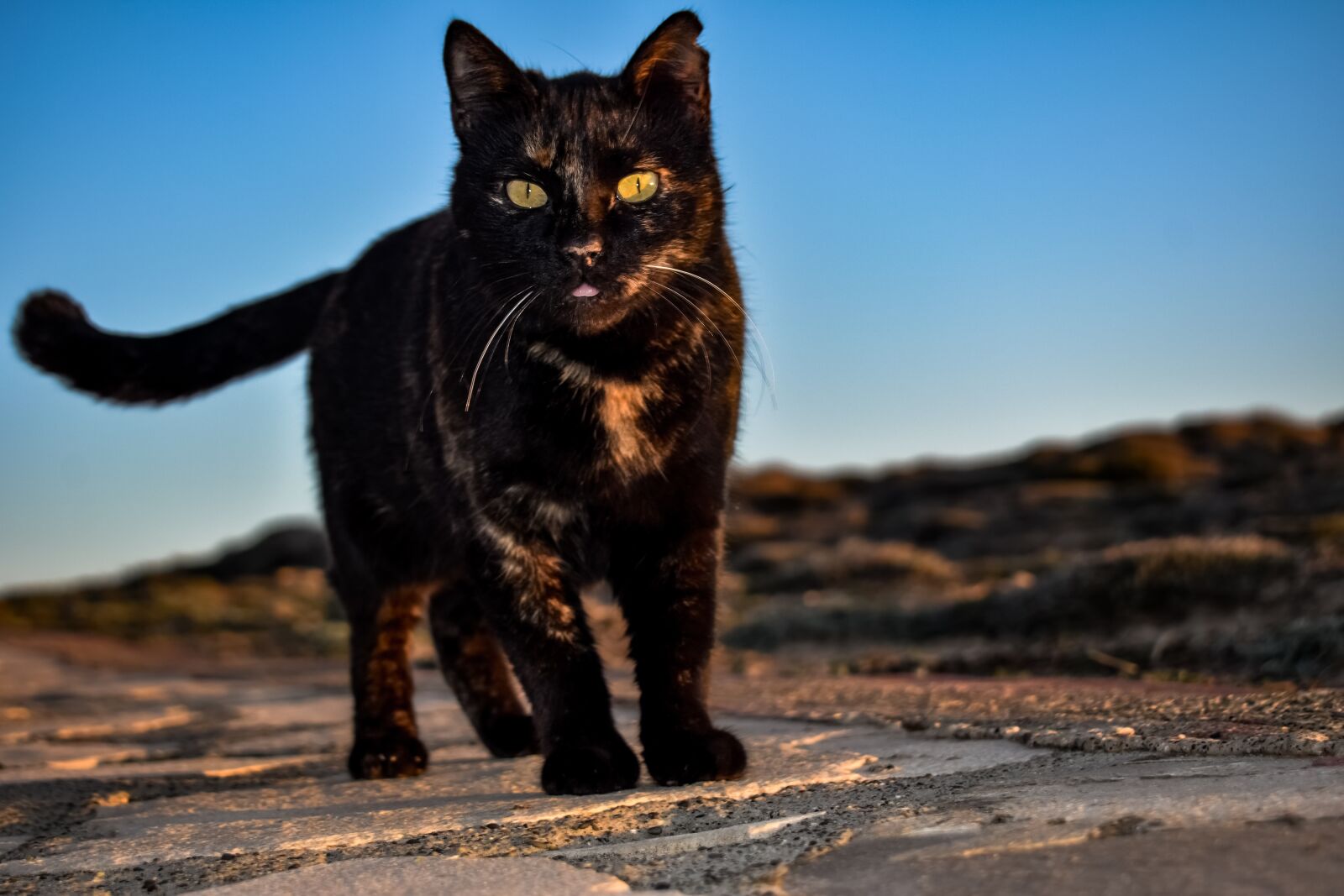 Nikon D3300 sample photo. Cat, stray, animal photography