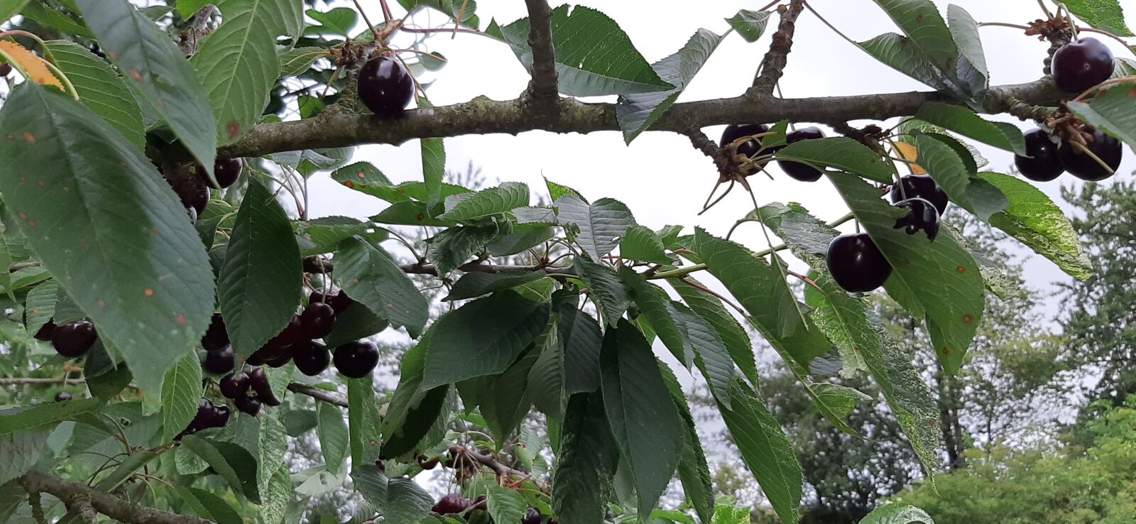 Samsung Galaxy A50 sample photo. Fruit, branch, cherry photography