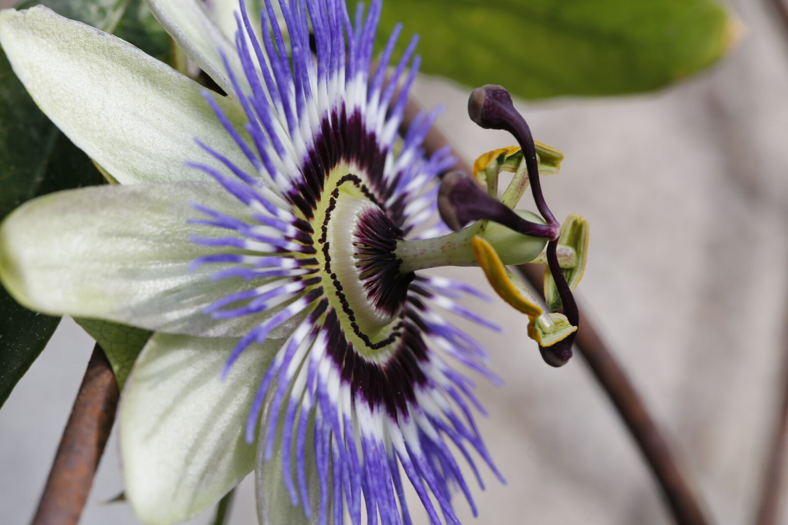 Canon EF 100mm F2.8L Macro IS USM sample photo. Passion flower, blossom, bloom photography
