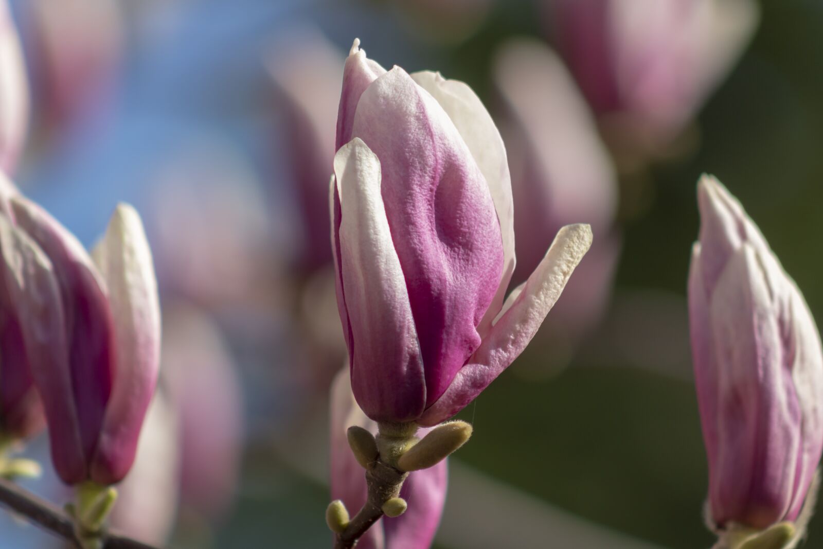 Canon EF75-300mm f/4-5.6 sample photo. Plant, flora, flower photography