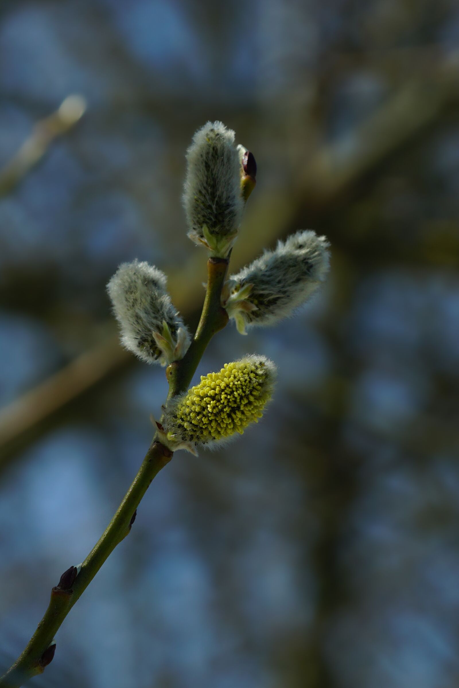 Sony a6000 + Sony FE 90mm F2.8 Macro G OSS sample photo. Tree, palm kitten, nature photography