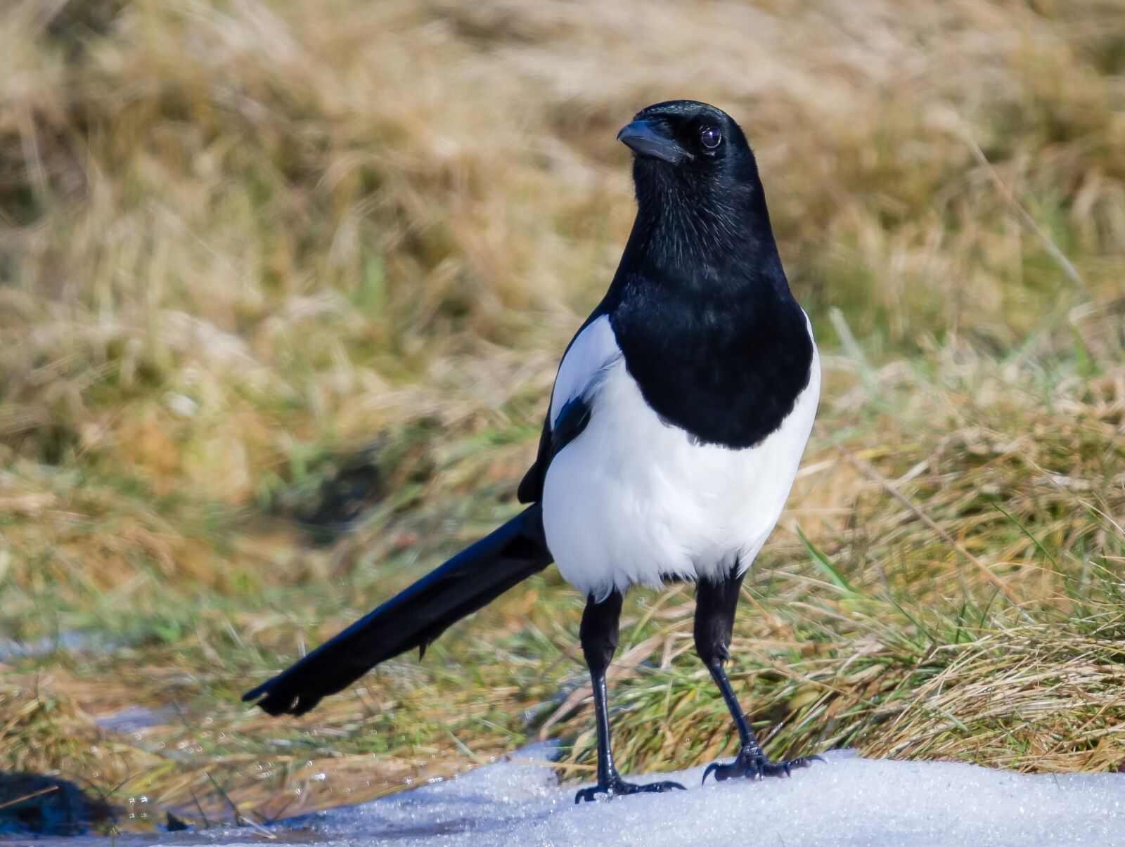 Canon EOS 7D sample photo. Wildlife, nature, bird photography