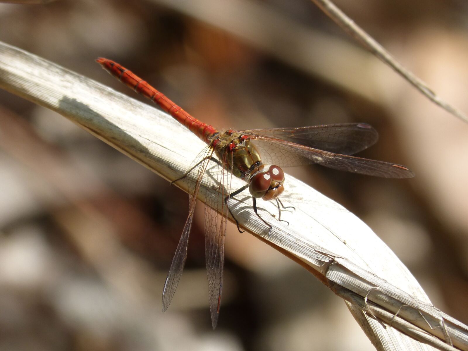 Panasonic DMC-FZ62 sample photo. Dragonfly, sympetrum striolatum, dragonfly photography