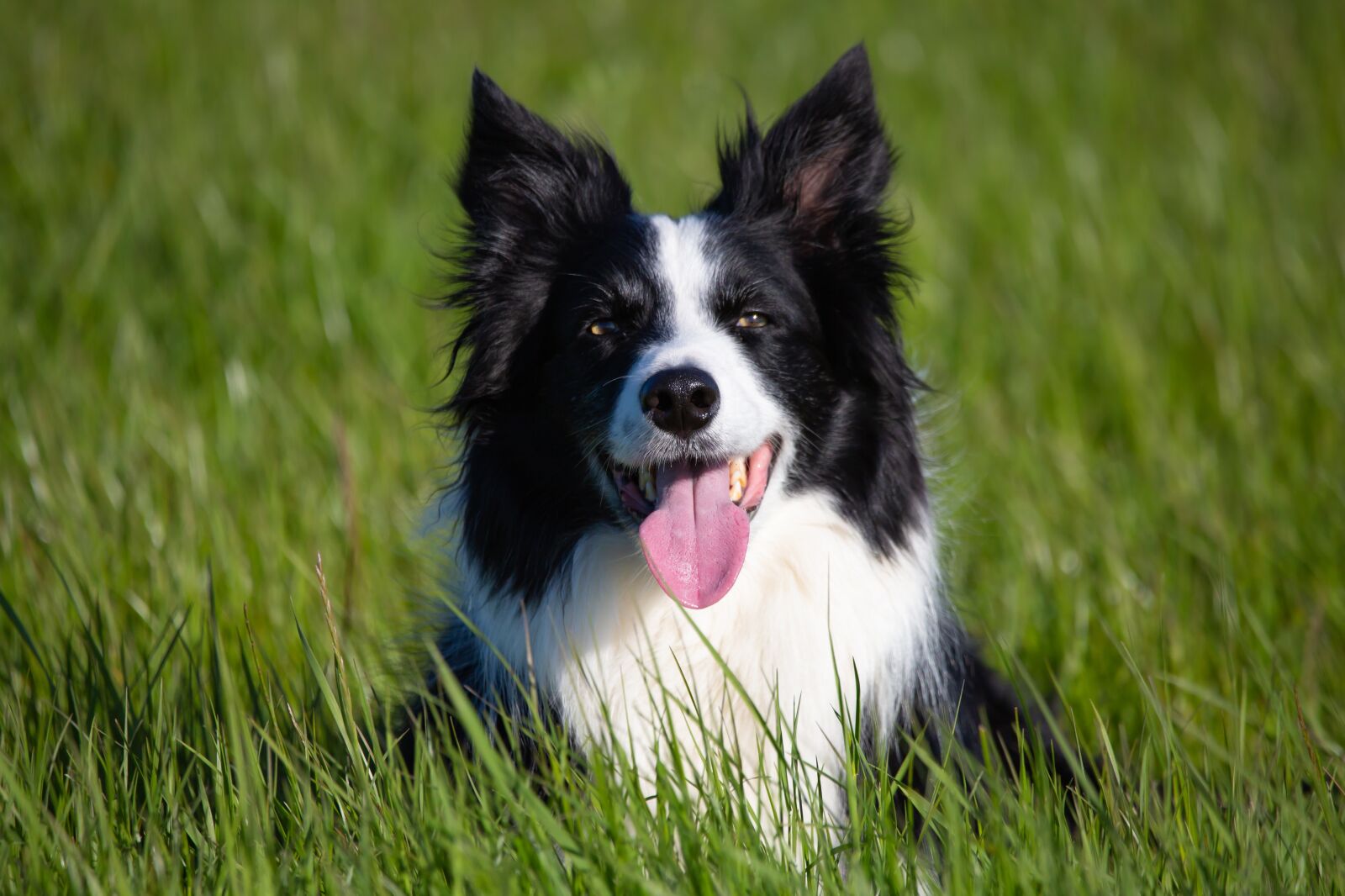 150-600mm F5-6.3 DG OS HSM | Contemporary 015 sample photo. Border collie, dog, sheepdog photography