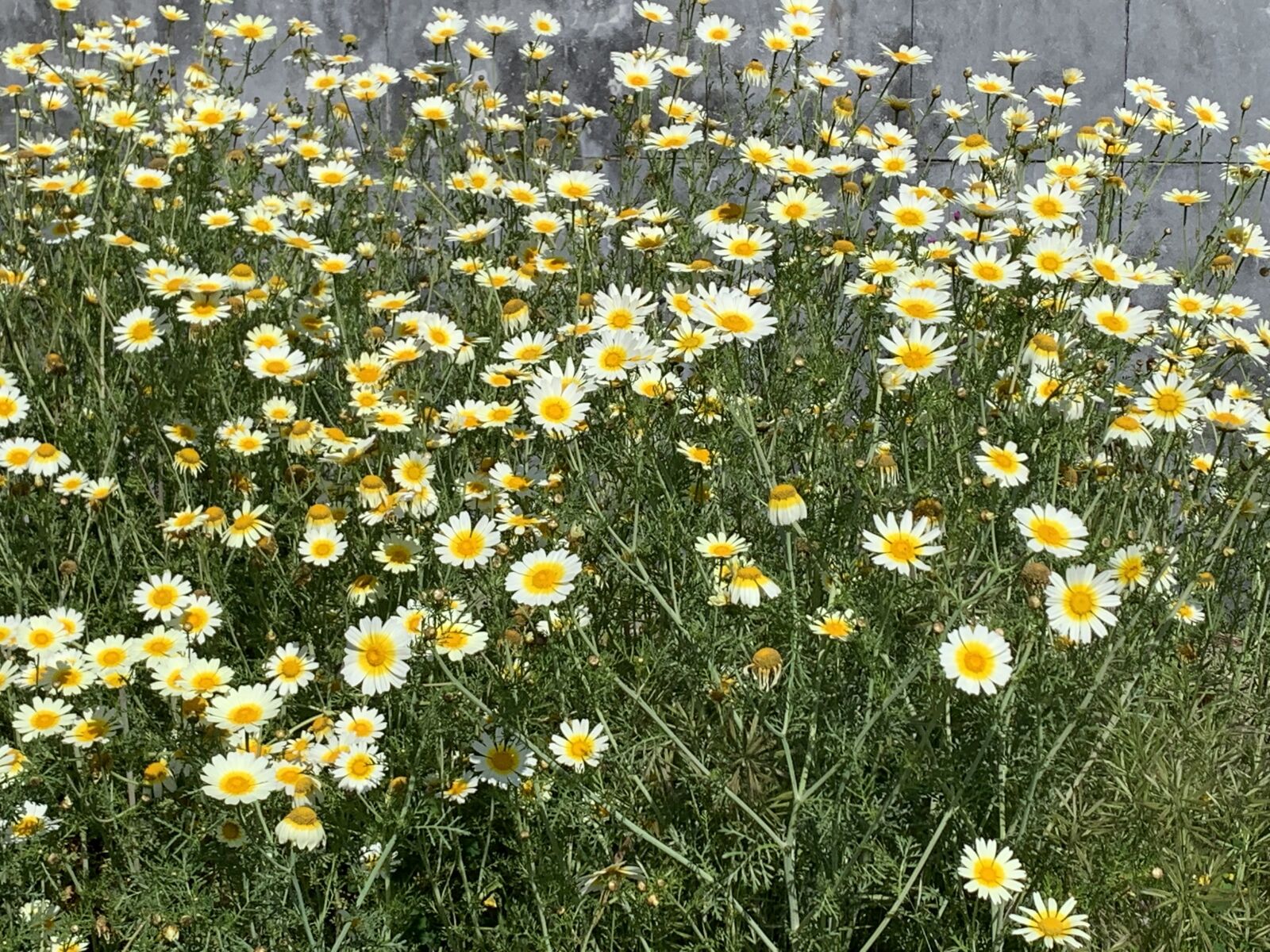 Apple iPhone XR sample photo. Spring flowers, alcazaba, badajoz photography