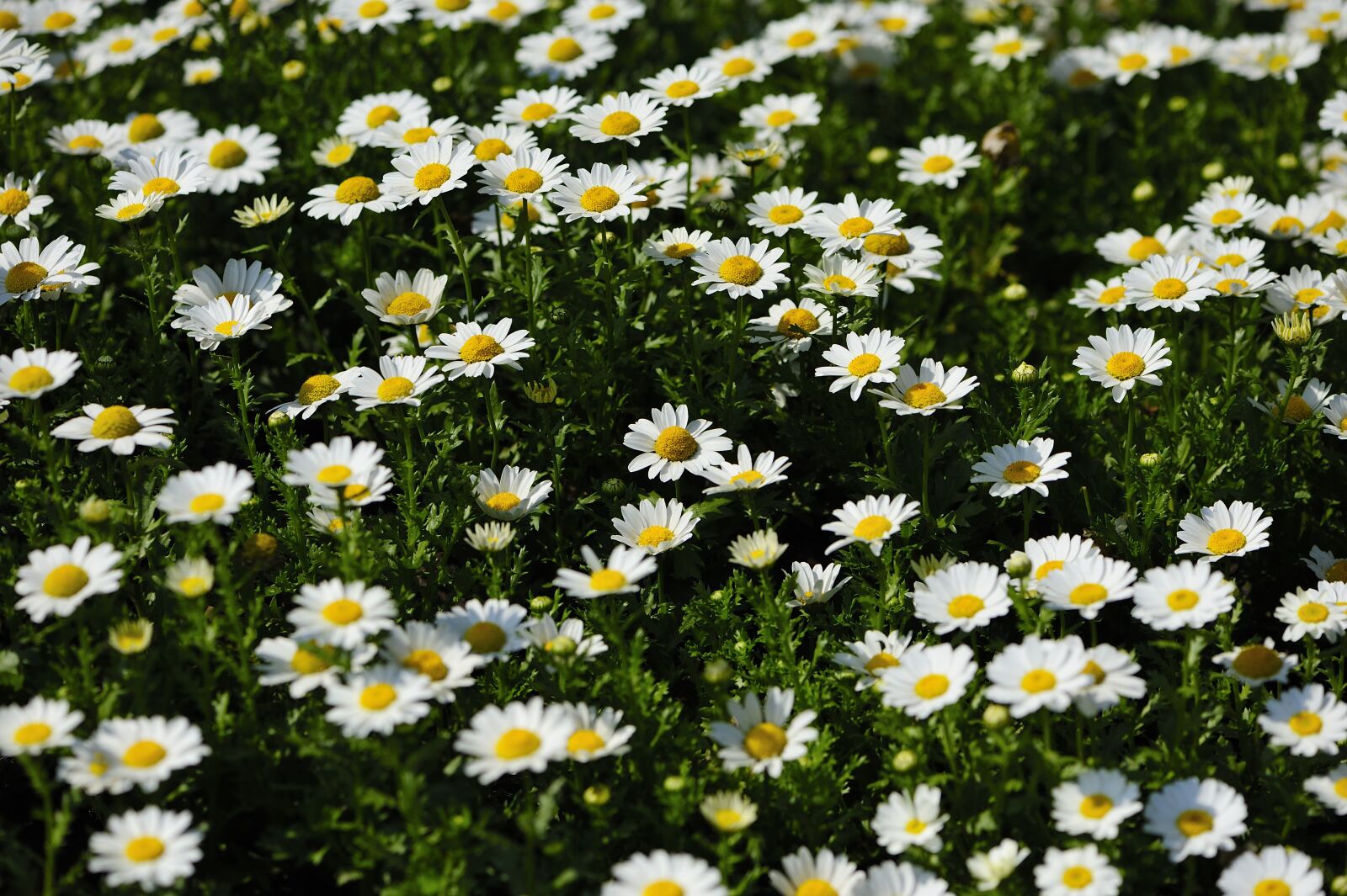 Nikon D700 sample photo. Daisy, blooming, chrysanthemum photography