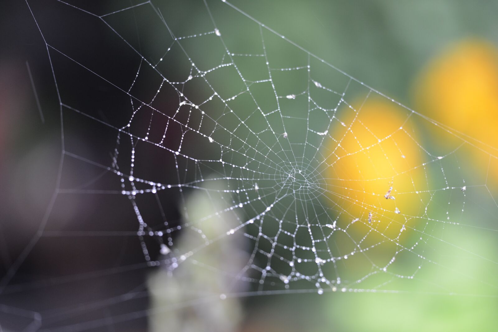 Nikon D800 sample photo. Spider web, rain, spider photography