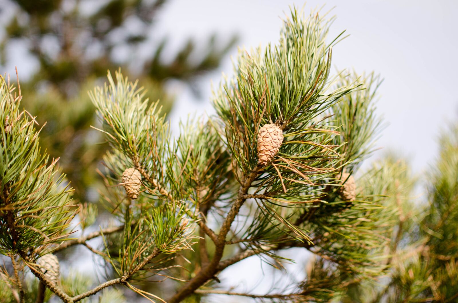 Nikon D5100 sample photo. Pinus sylvestris, tree, pine photography