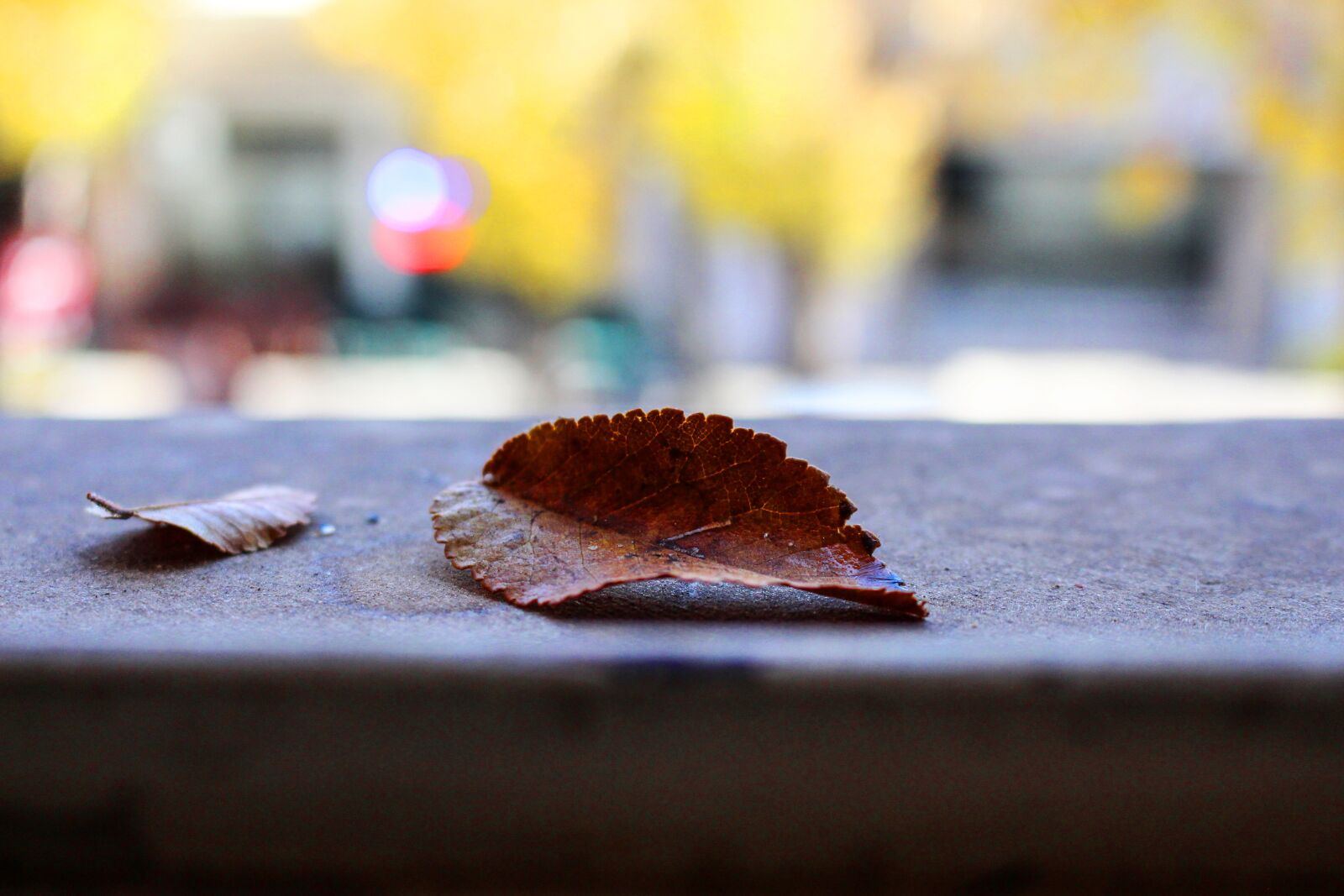 Canon EOS 700D (EOS Rebel T5i / EOS Kiss X7i) + Canon EF-S 18-55mm F3.5-5.6 IS STM sample photo. Leaf, foliage, dry photography