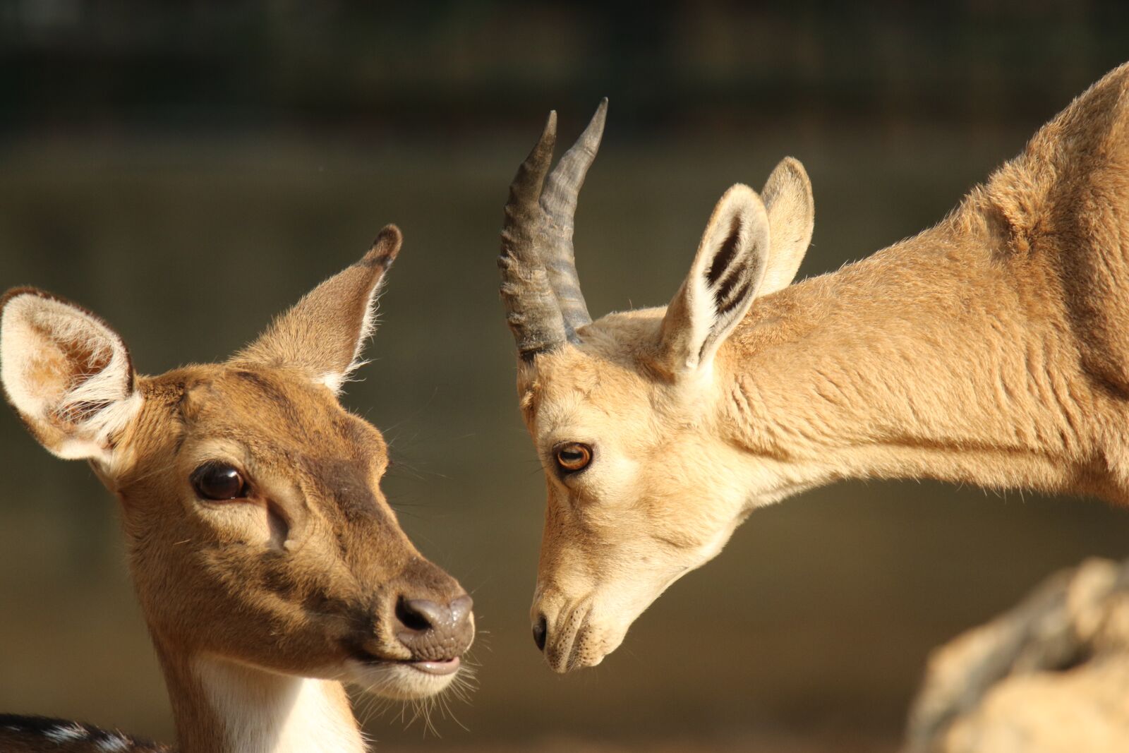 Canon EOS 7D Mark II sample photo. Deer, gazelle, animals photography