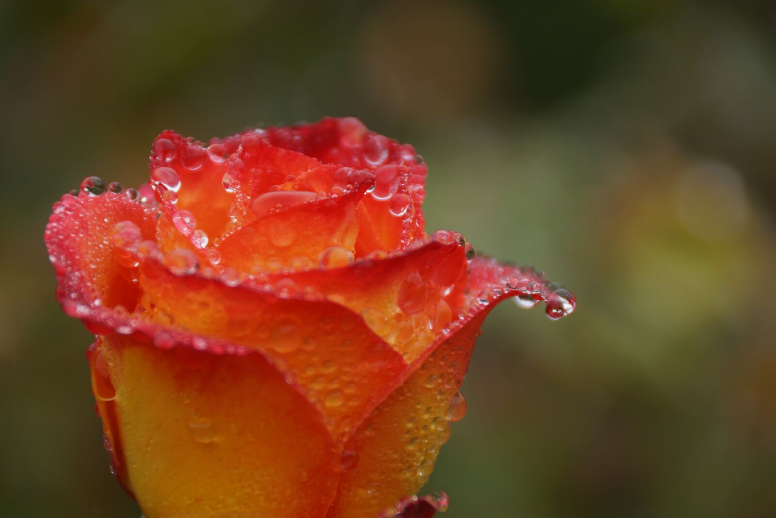 Sony SLT-A77 + Sony DT 18-250mm F3.5-6.3 sample photo. Red, orange, rose photography