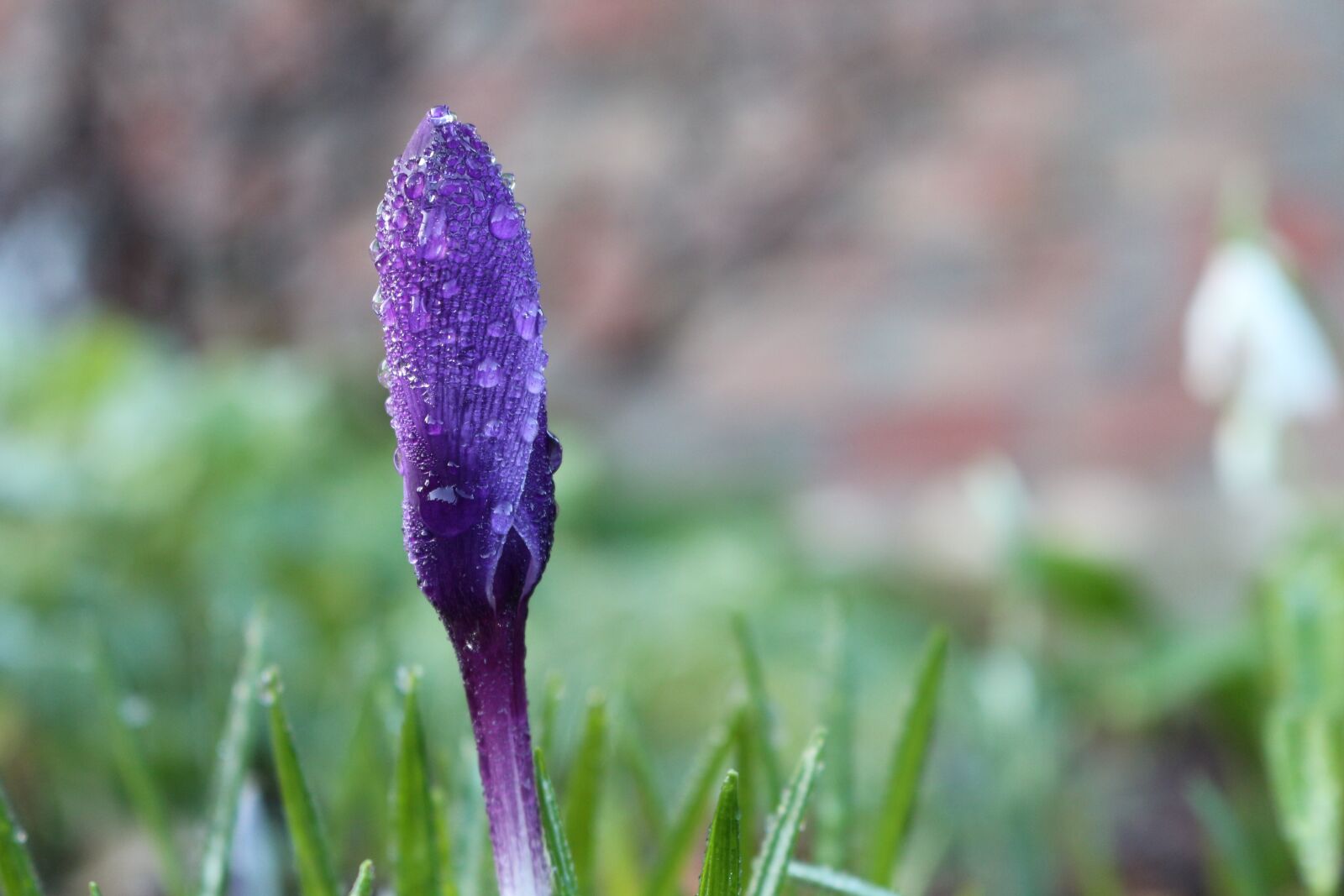 Canon EOS 700D (EOS Rebel T5i / EOS Kiss X7i) sample photo. Crocus, spring, early bloomer photography