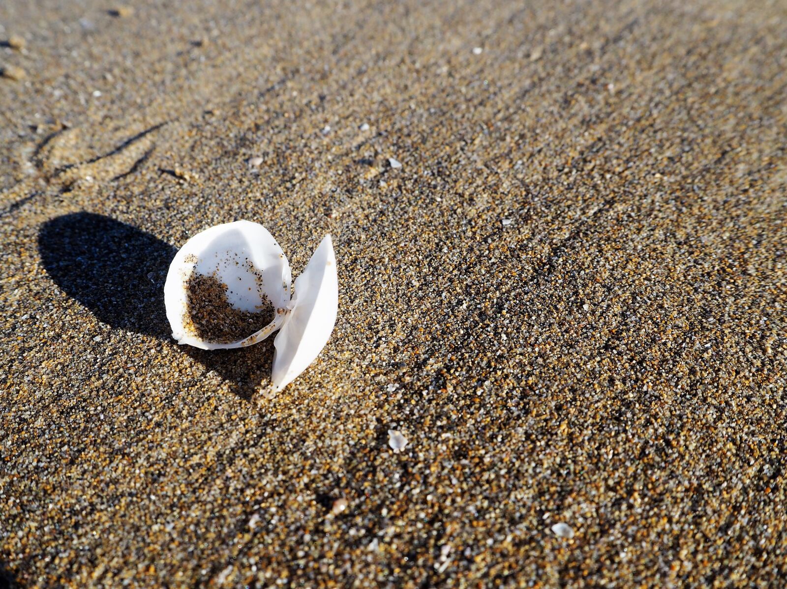 Olympus OM-D E-M10 sample photo. Shell, beach, background photography