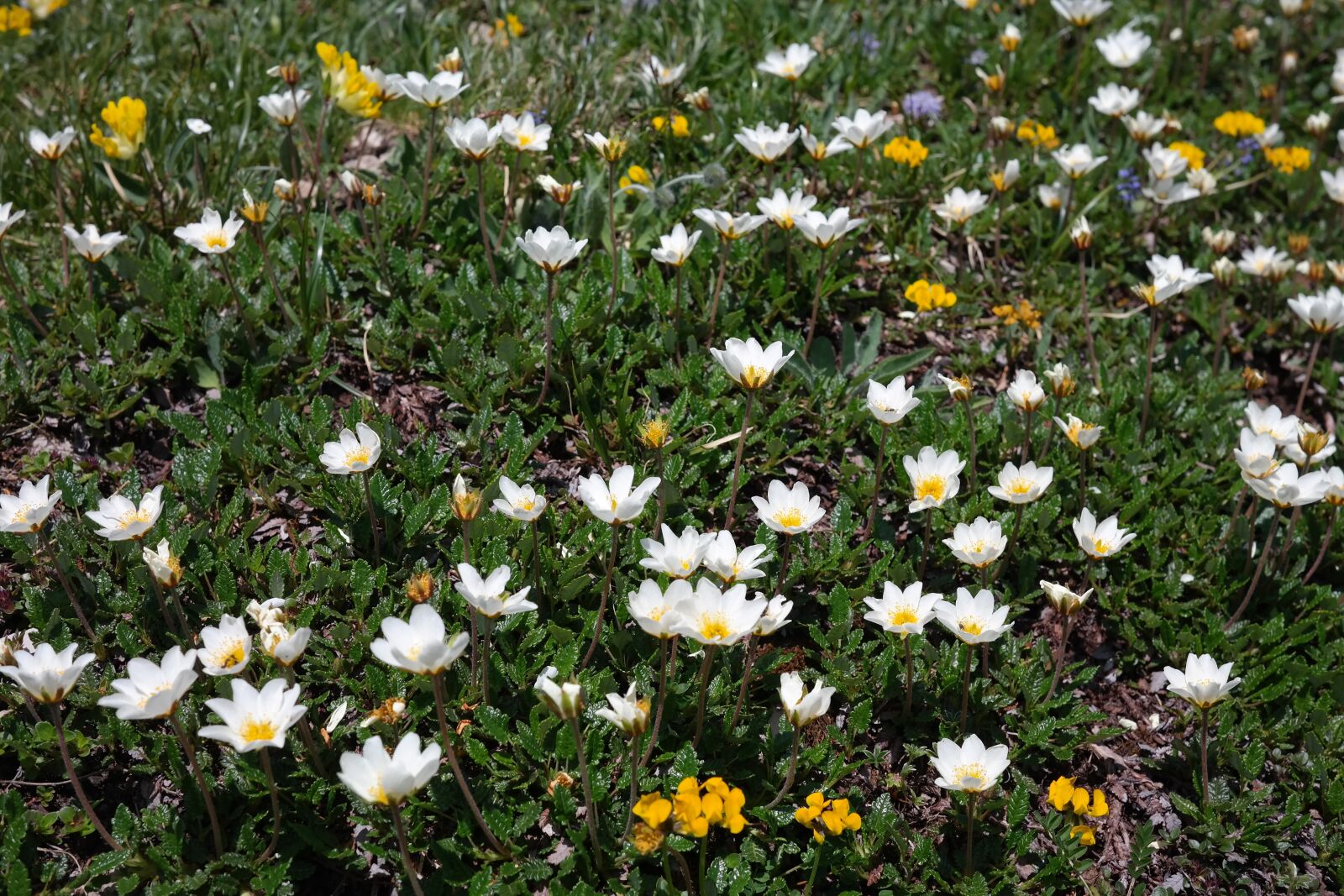 Samsung NX300 sample photo. Dryas octopetala, flower, blossom photography
