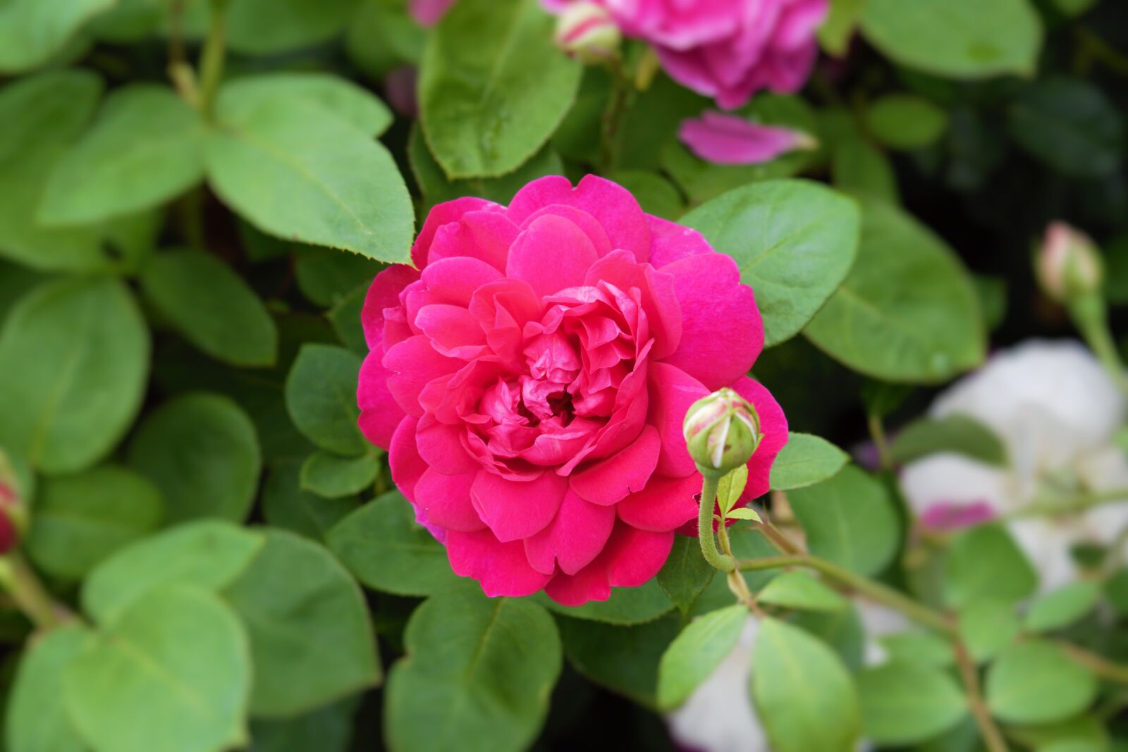 Nikon D3300 sample photo. Rose, flower, pink photography