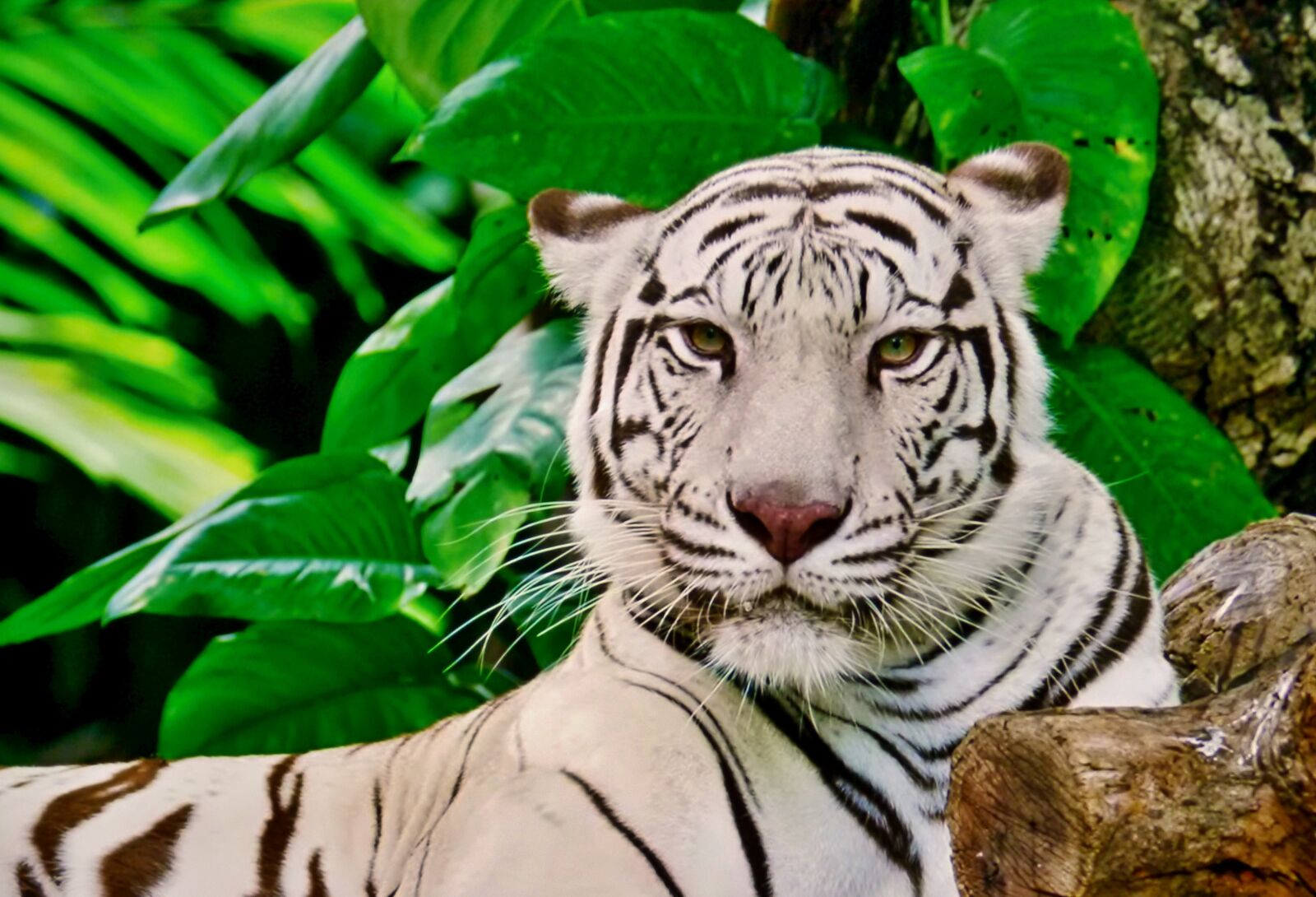 Panasonic DMC-FZ72 sample photo. Tiger, white, zoo photography