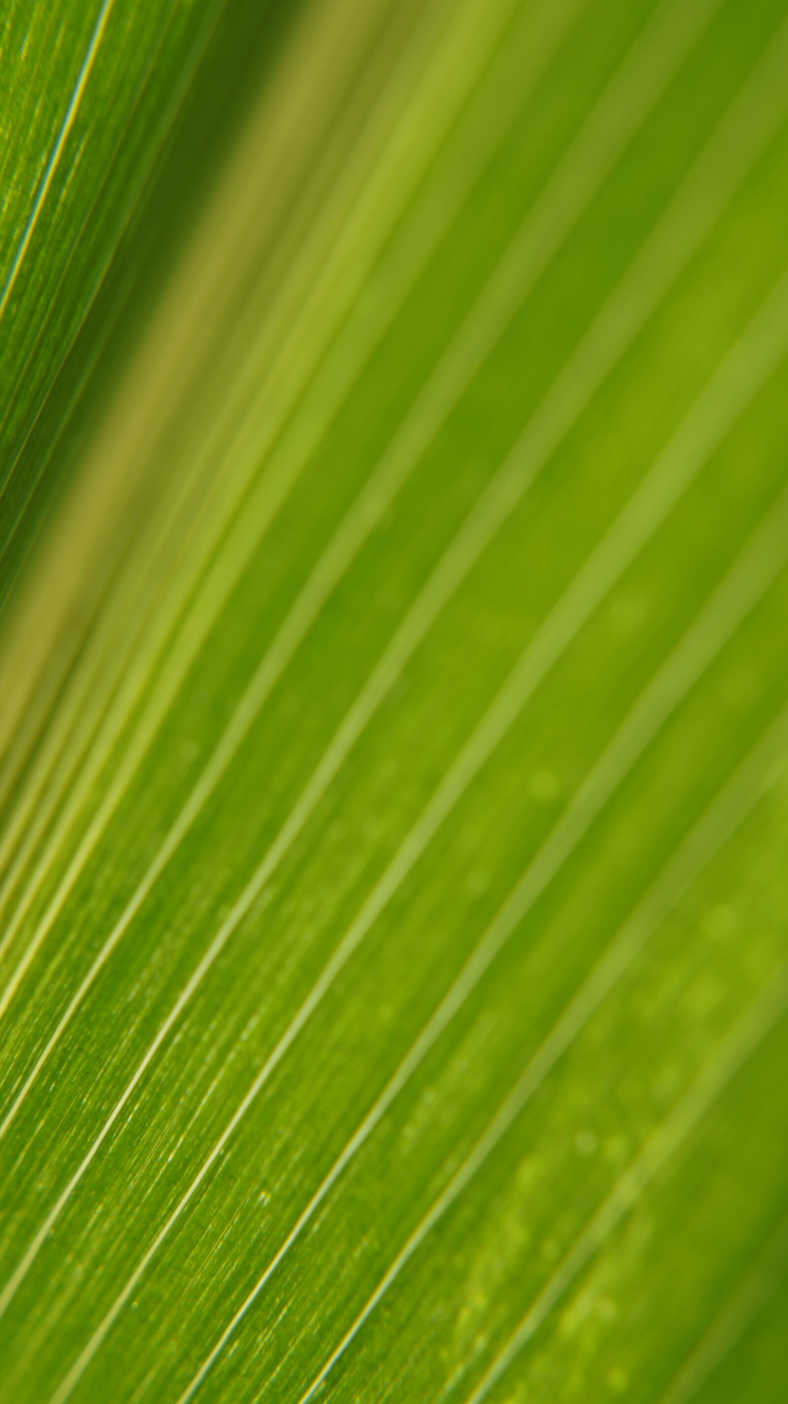 Sony Alpha a3000 sample photo. Nature, corn leaves, corn photography