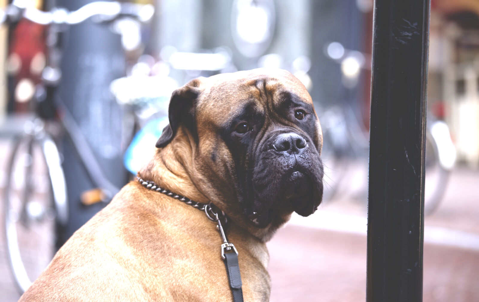 Canon EOS 6D sample photo. Animal, eyes, dogs, poster photography