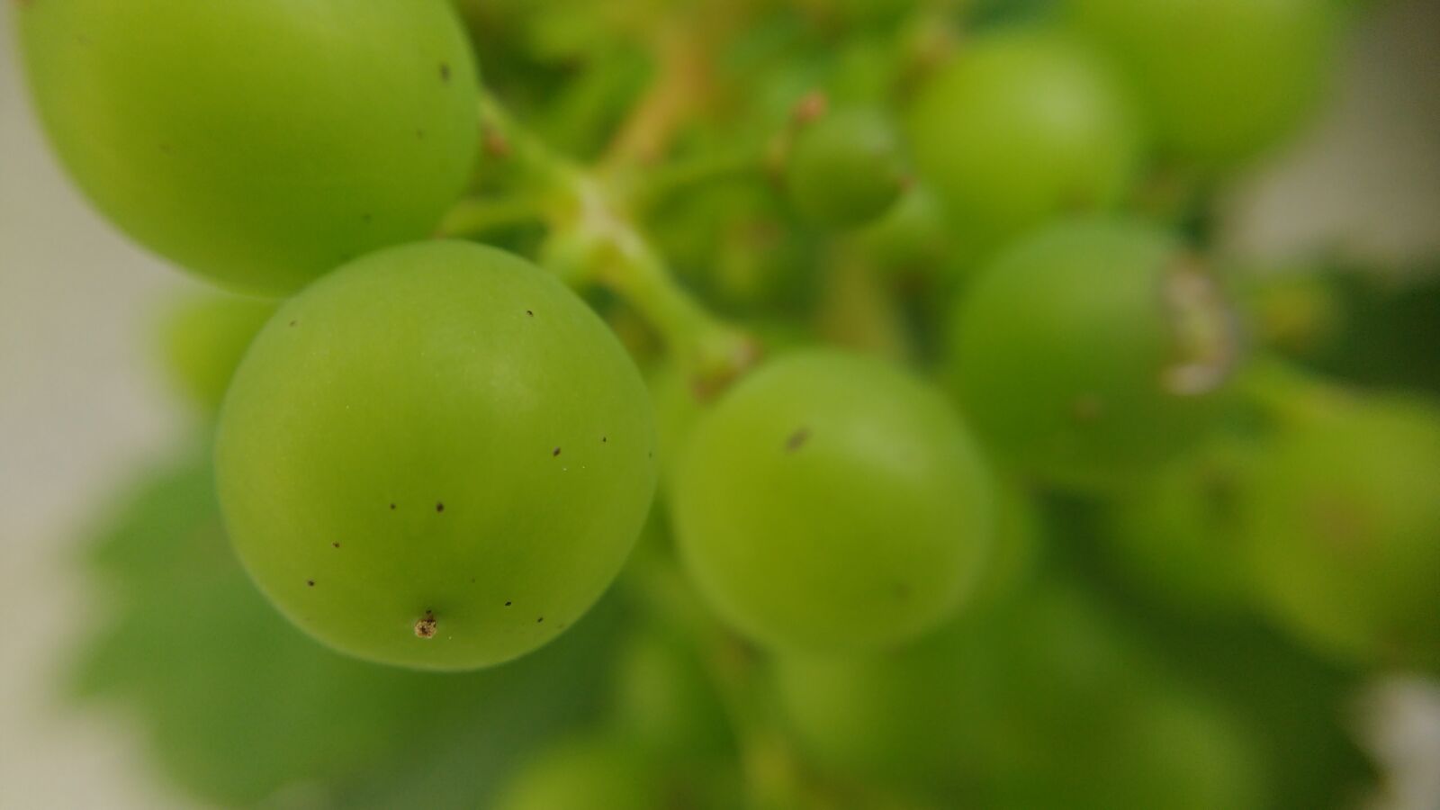 Motorola MotoG3 sample photo. Grape, macro, green photography