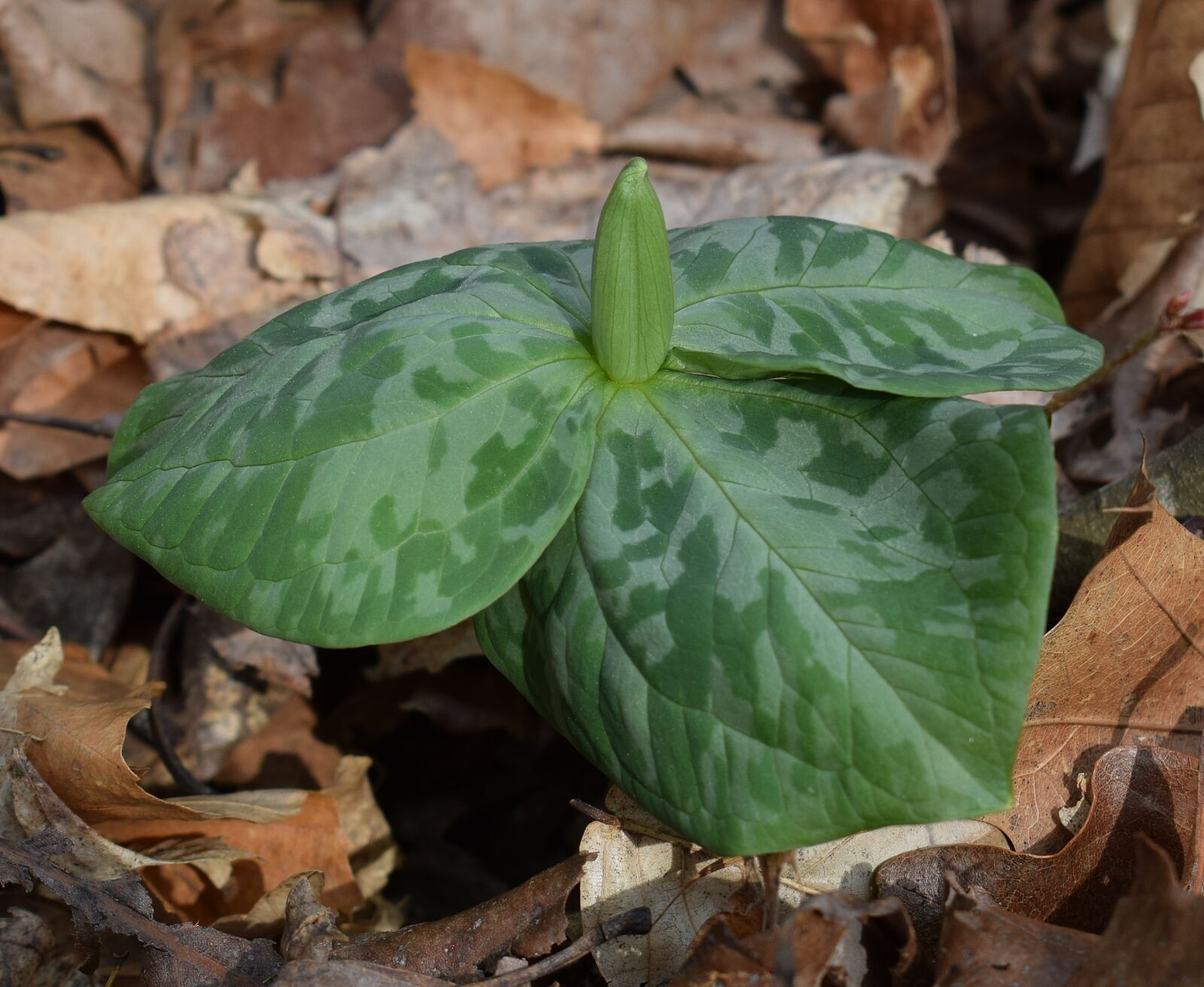 Nikon D3300 sample photo. Trillium with flower bud photography